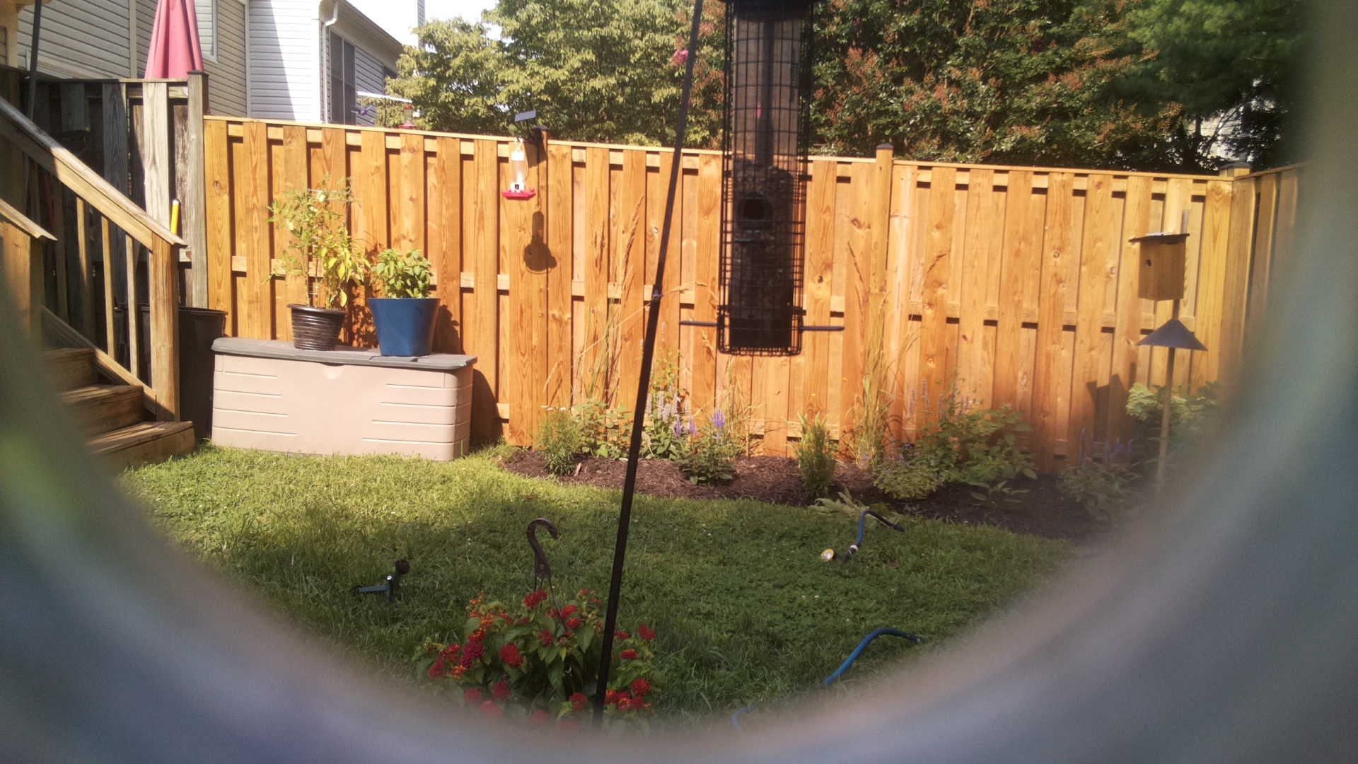 Likely Blackbird/Grackle