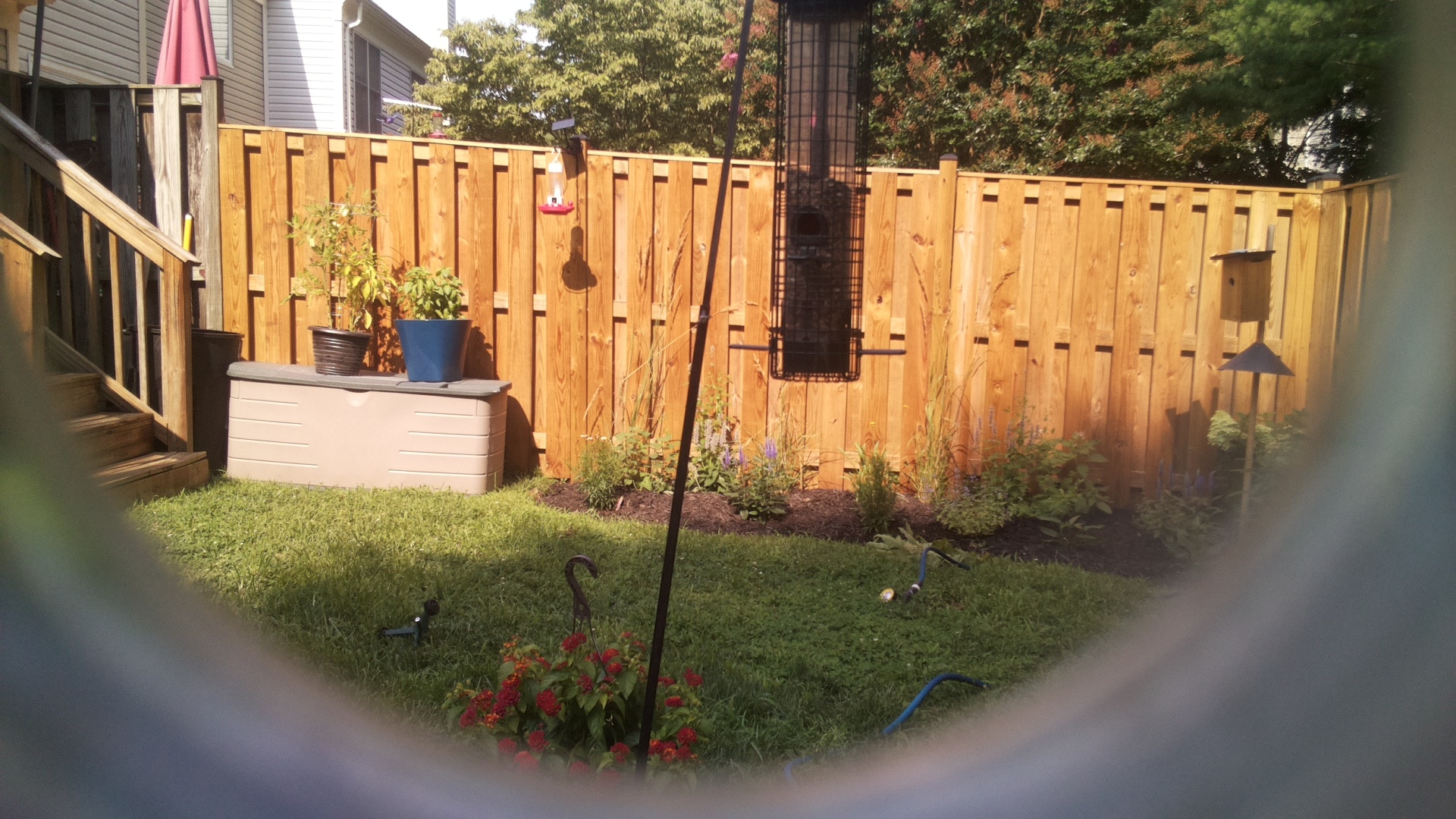 Likely Blackbird/Grackle
