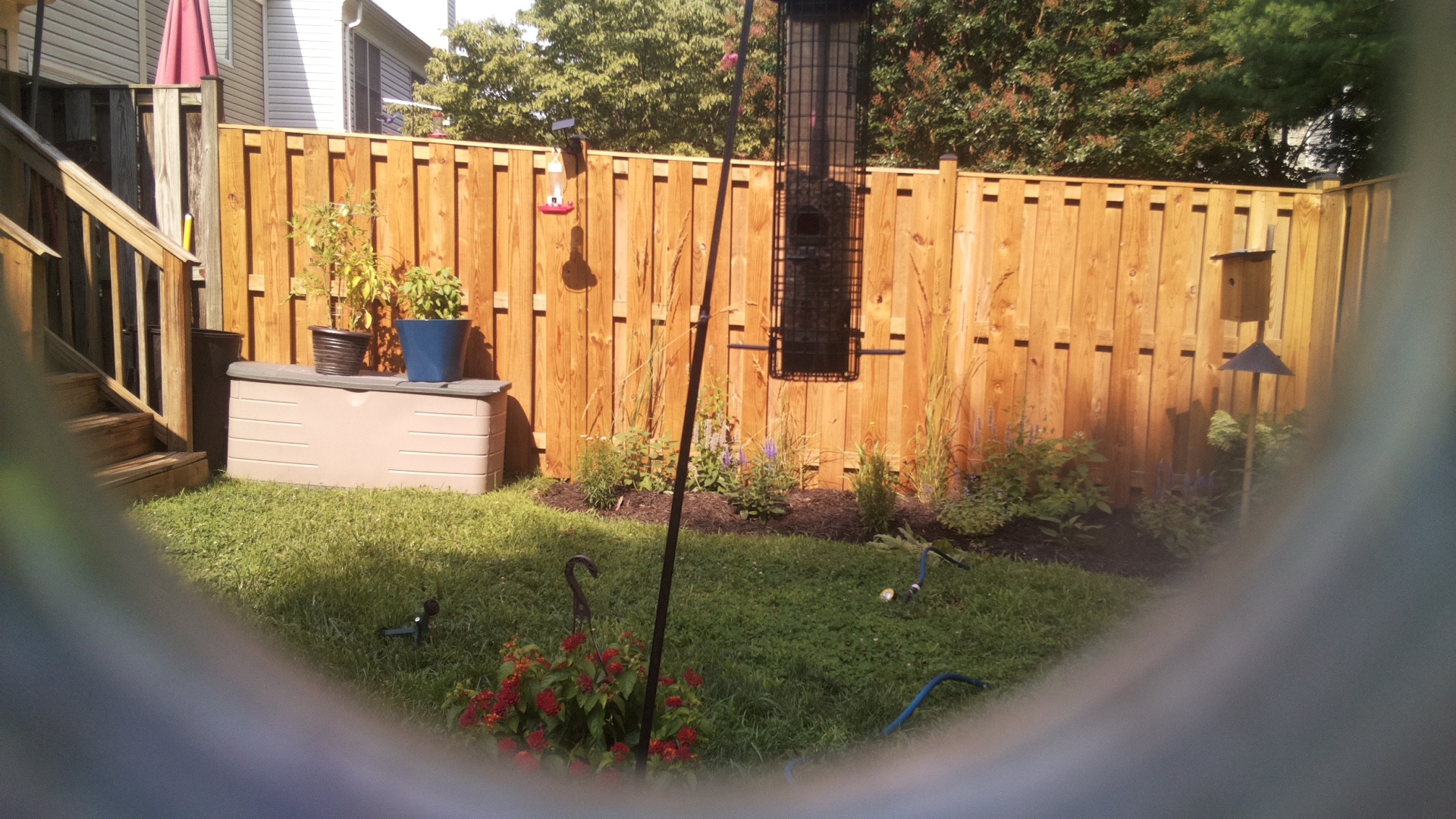 Likely Blackbird/Grackle
