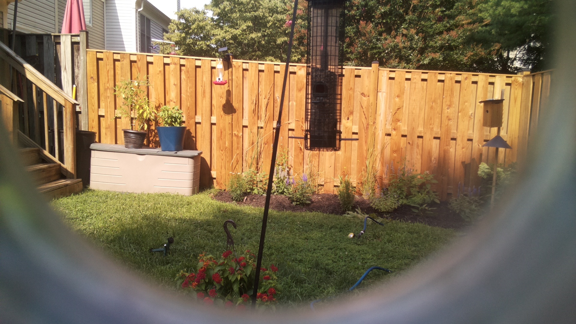 Likely Blackbird/Grackle