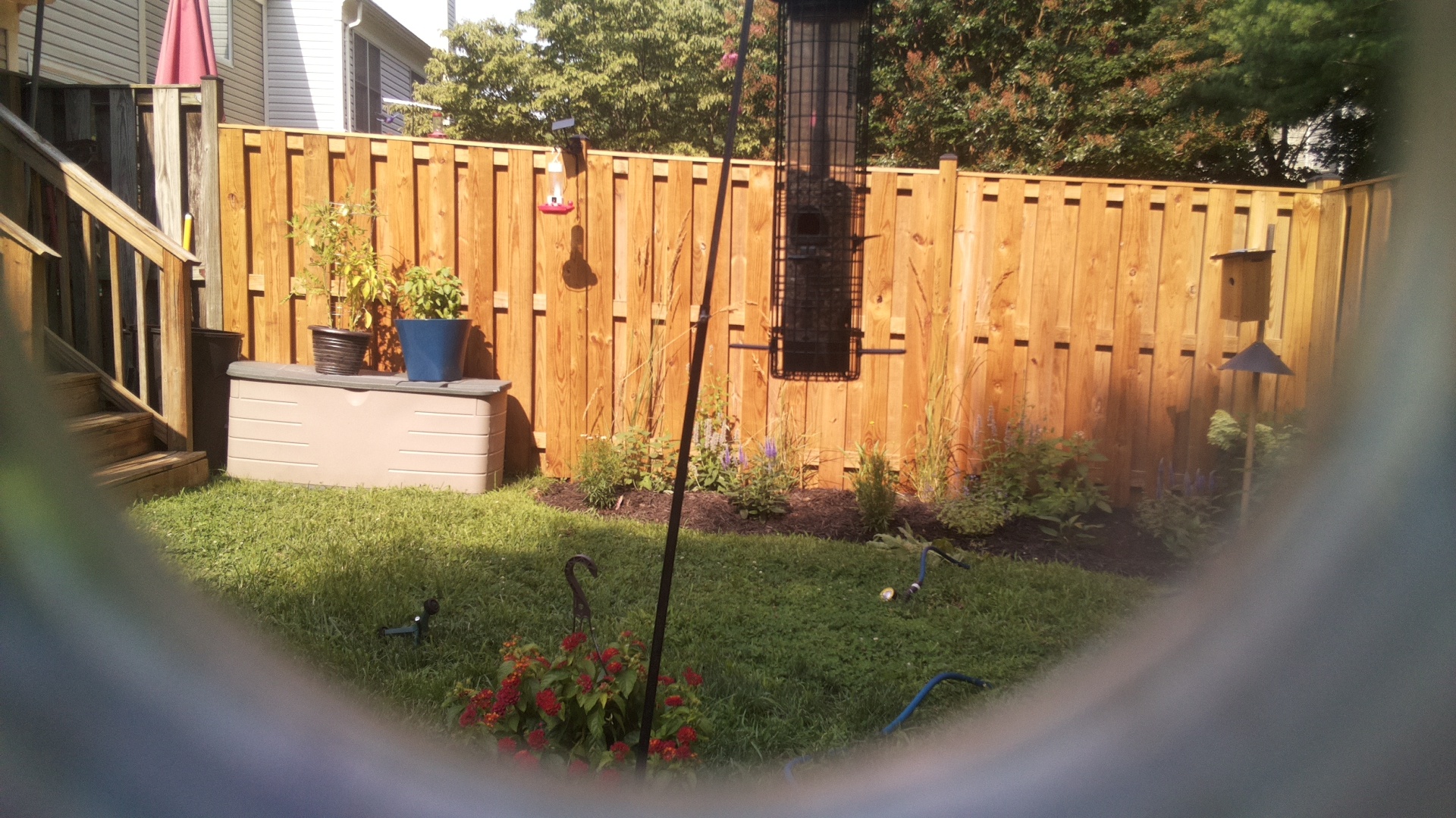 Likely Blackbird/Grackle