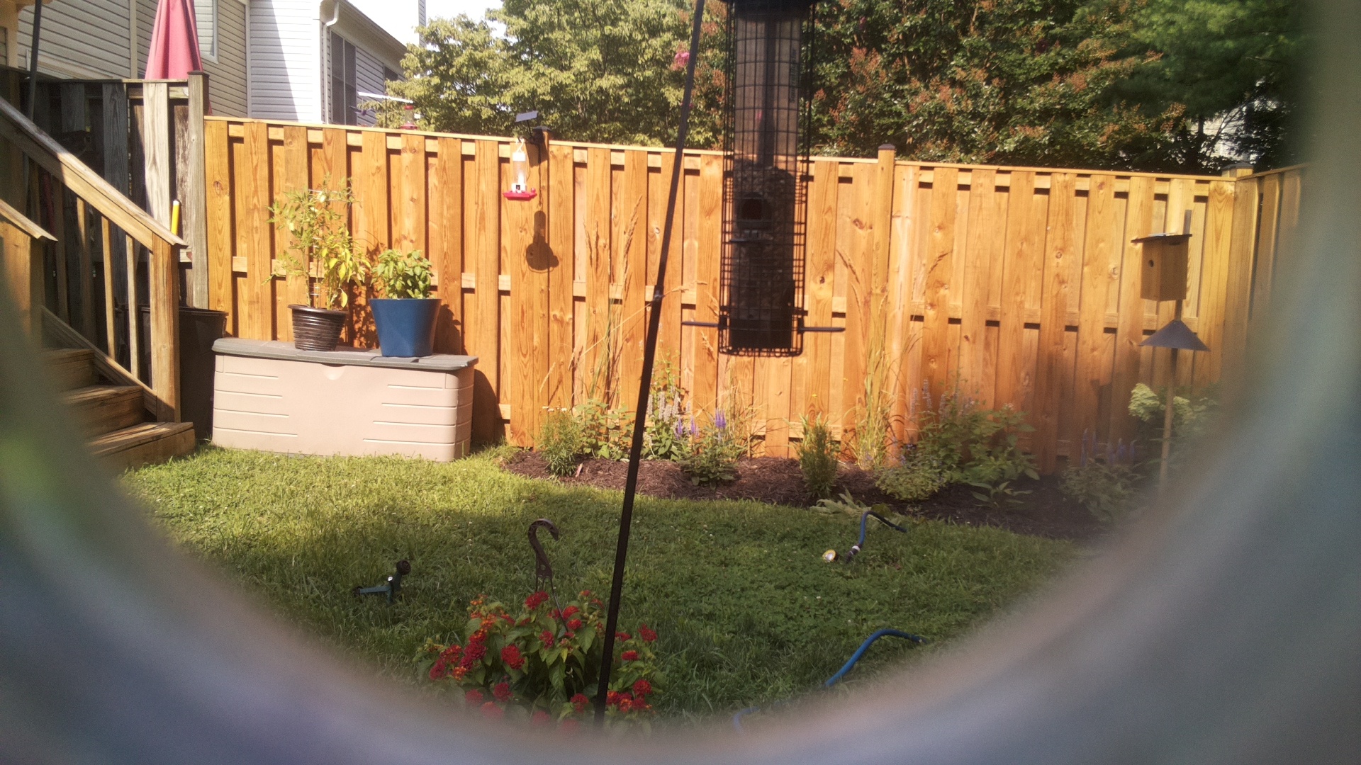 Likely Blackbird/Grackle