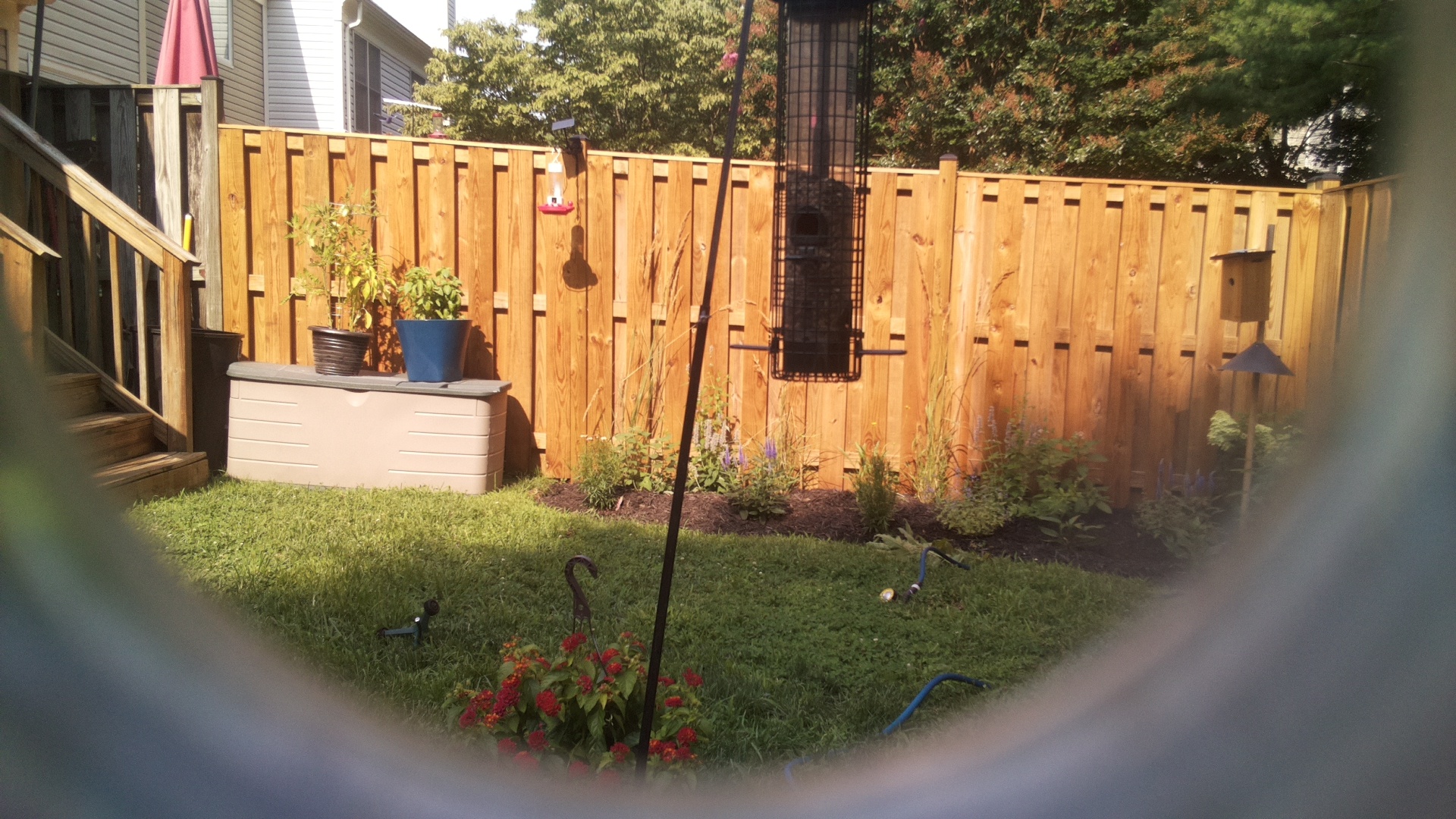 Likely Blackbird/Grackle