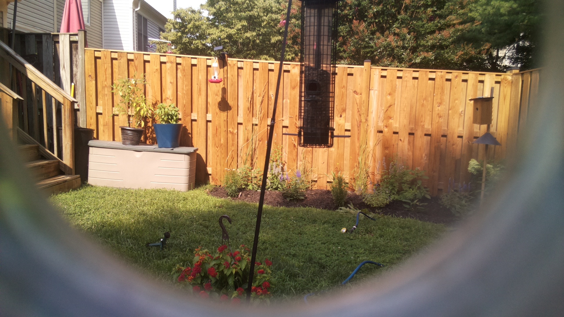 Likely Blackbird/Grackle