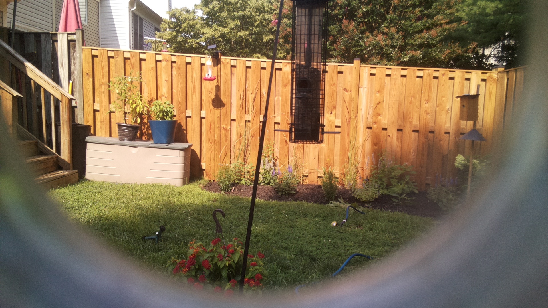 Likely Blackbird/Grackle