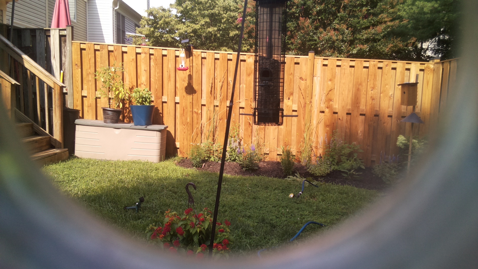 Likely Blackbird/Grackle