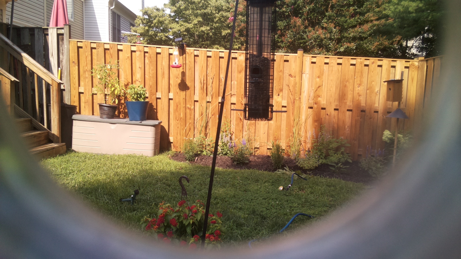 Likely Blackbird/Grackle