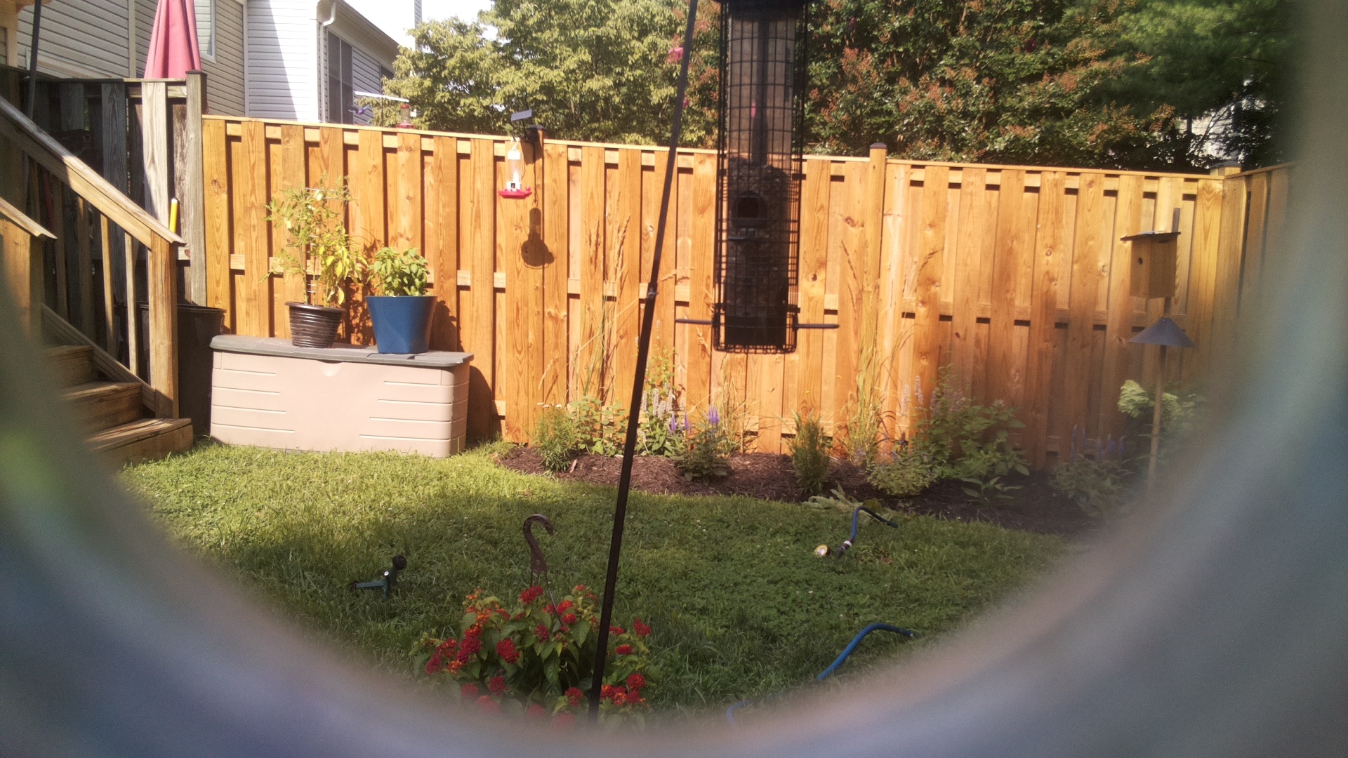 Likely Blackbird/Grackle