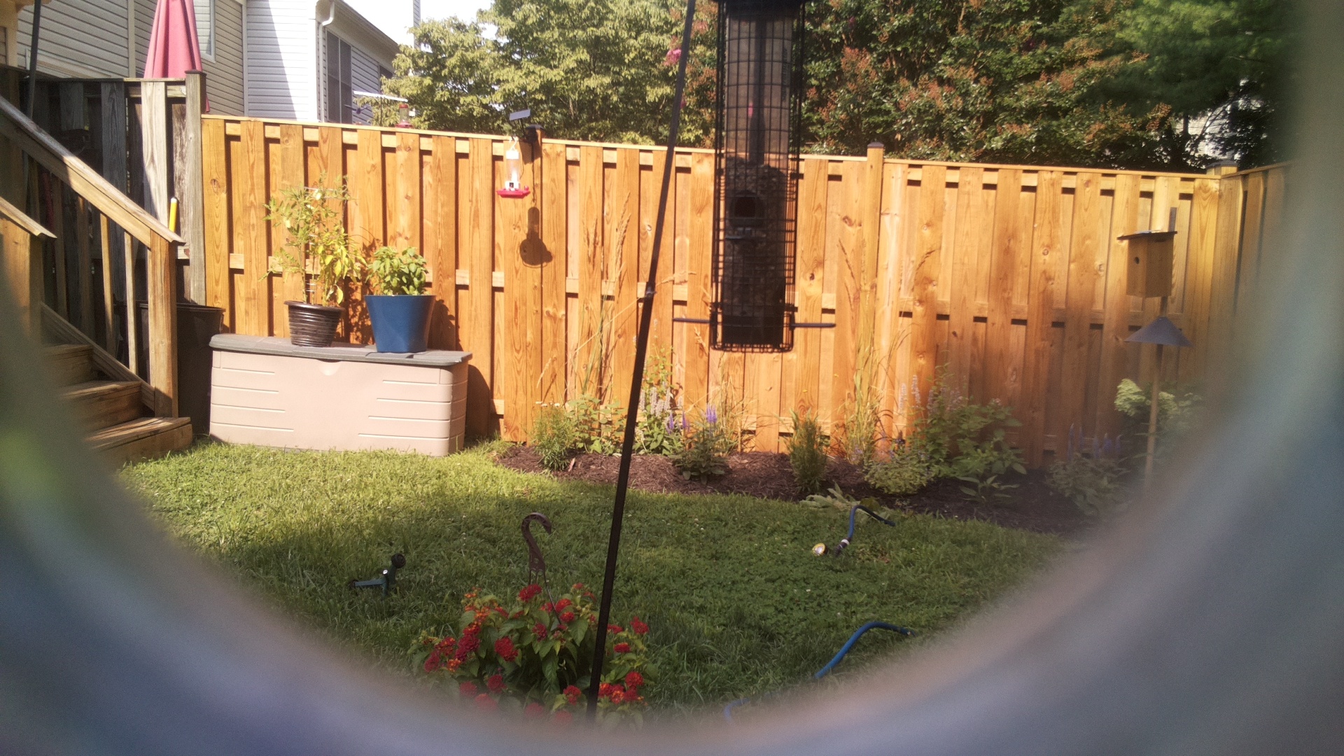 Likely Blackbird/Grackle