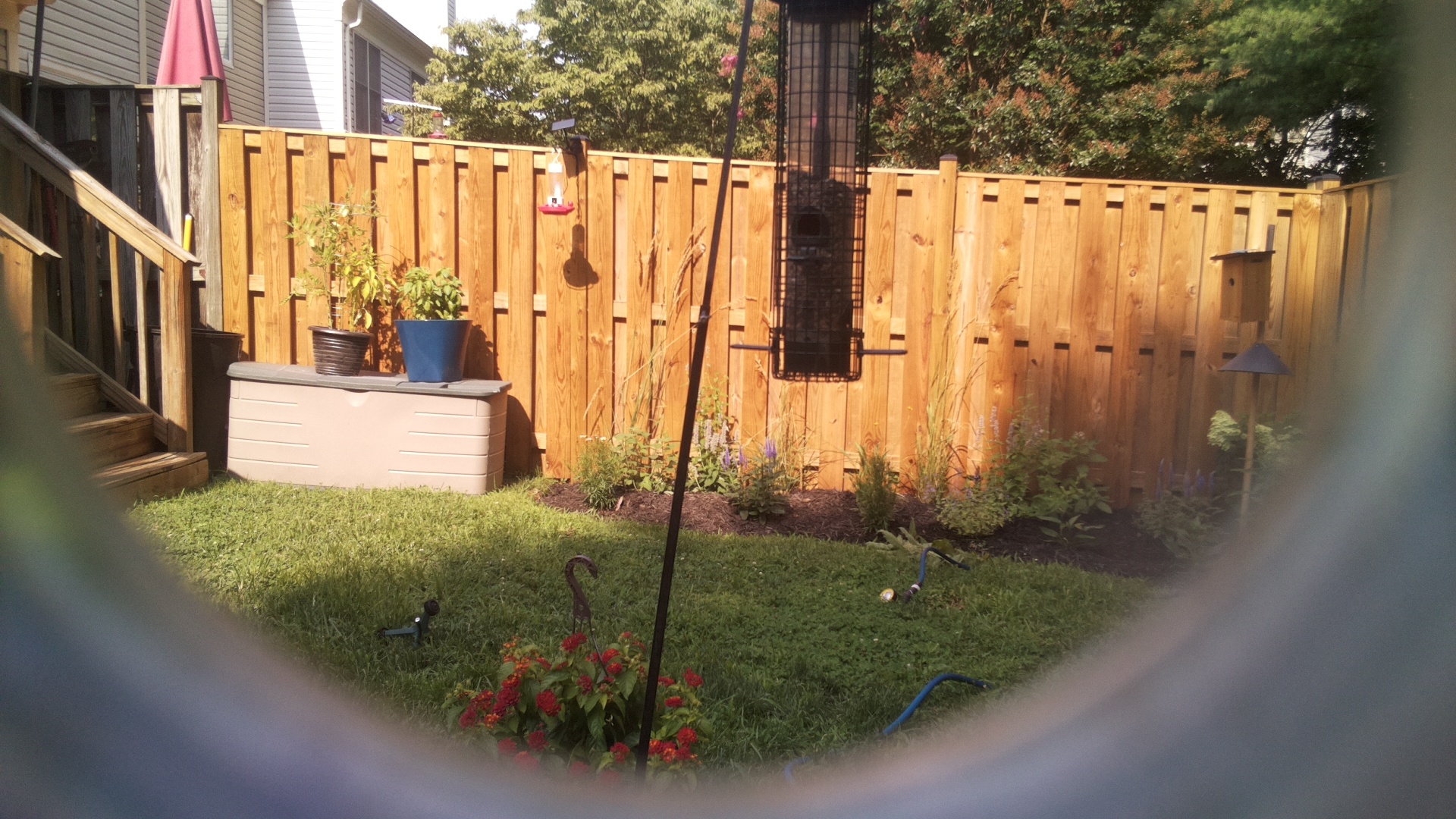 Likely Blackbird/Grackle