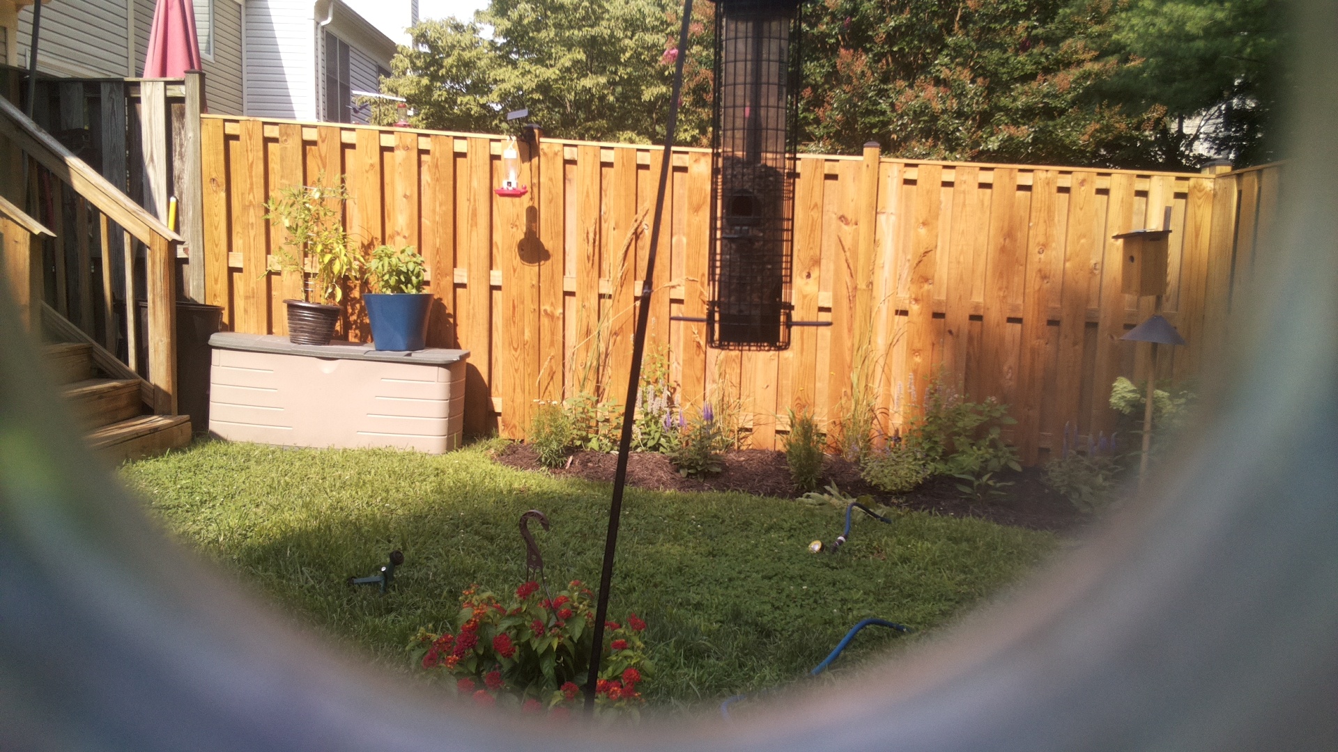 Likely Blackbird/Grackle