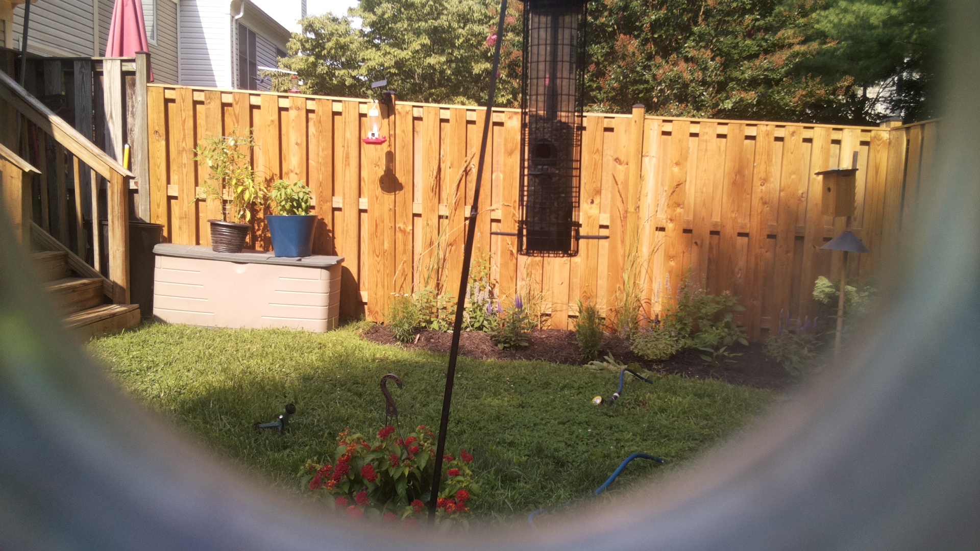 Likely Blackbird/Grackle