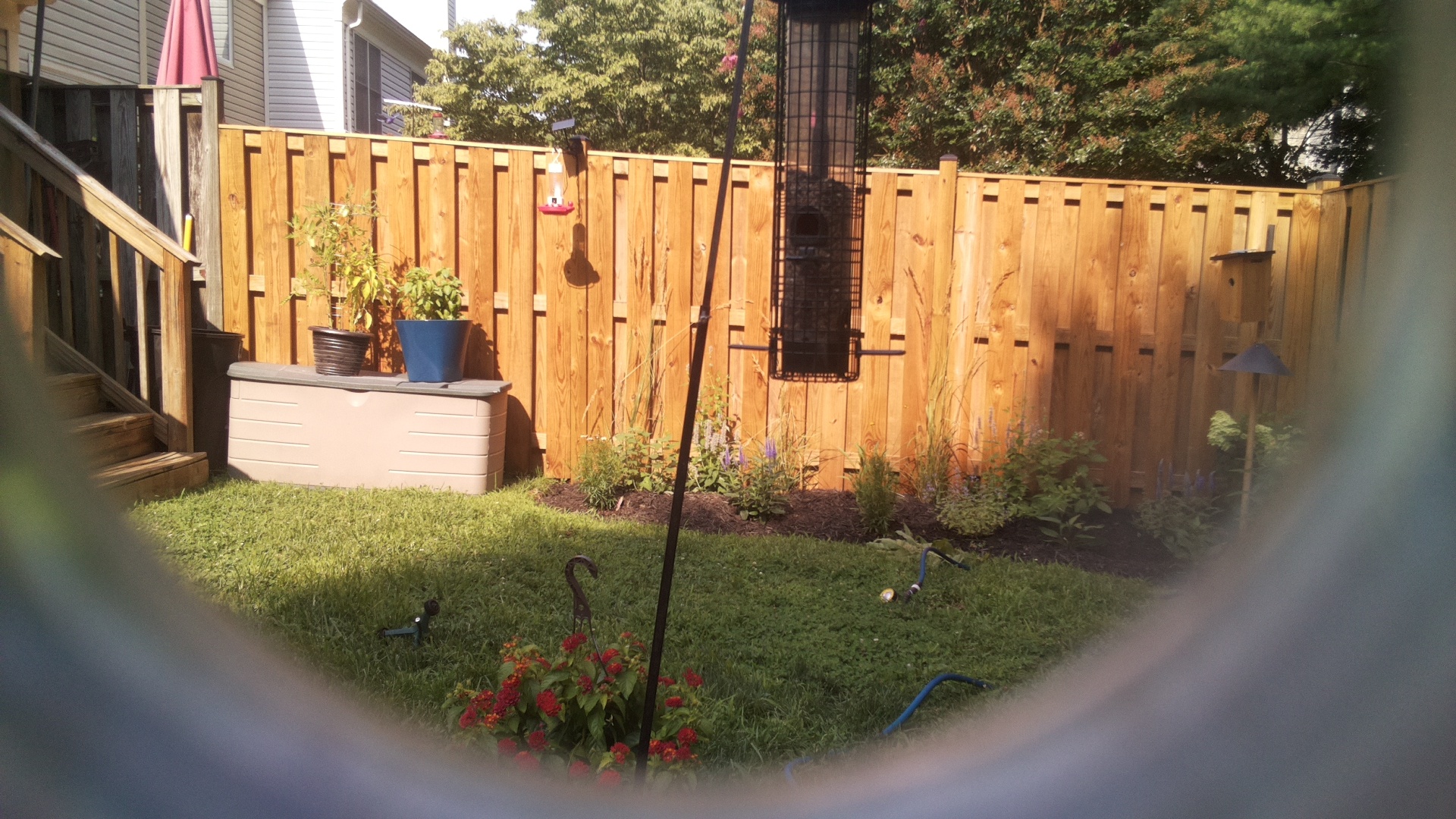 Likely Blackbird/Grackle