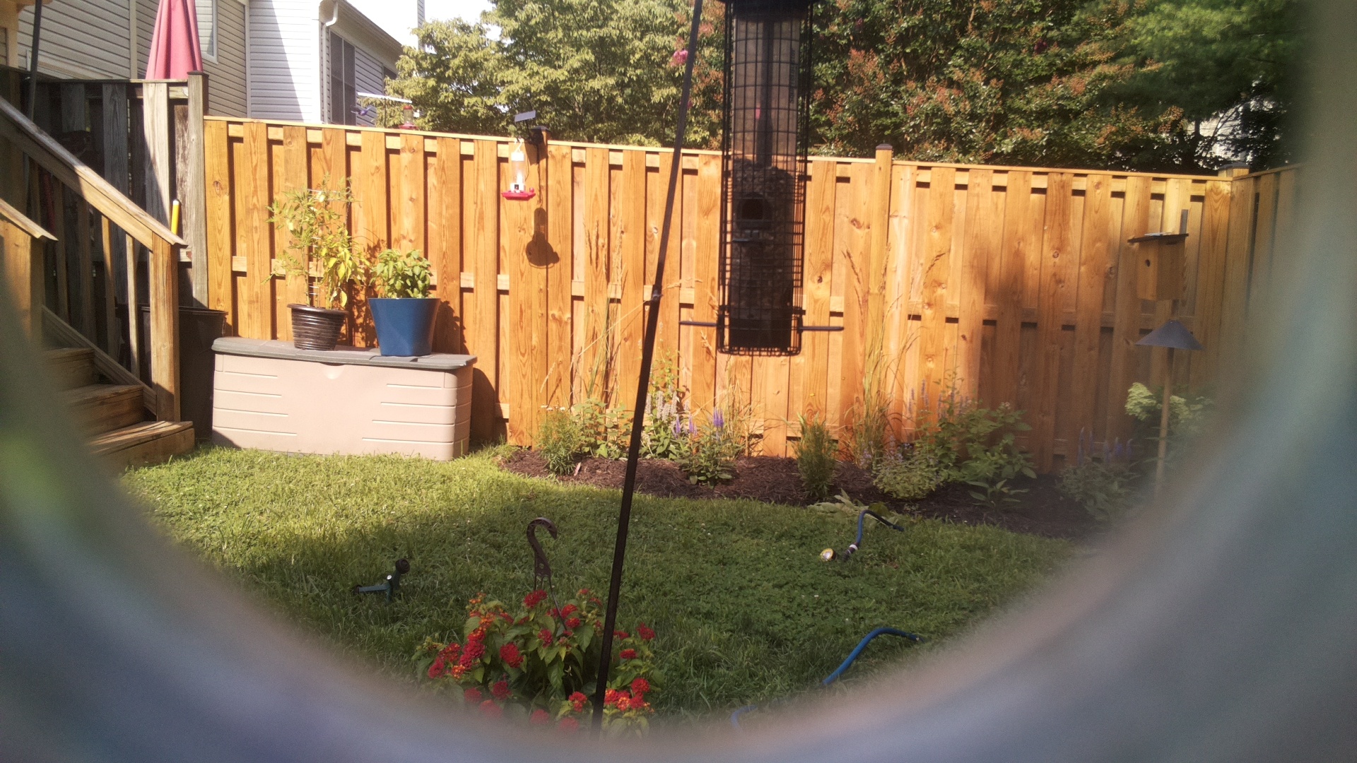 Likely Blackbird/Grackle