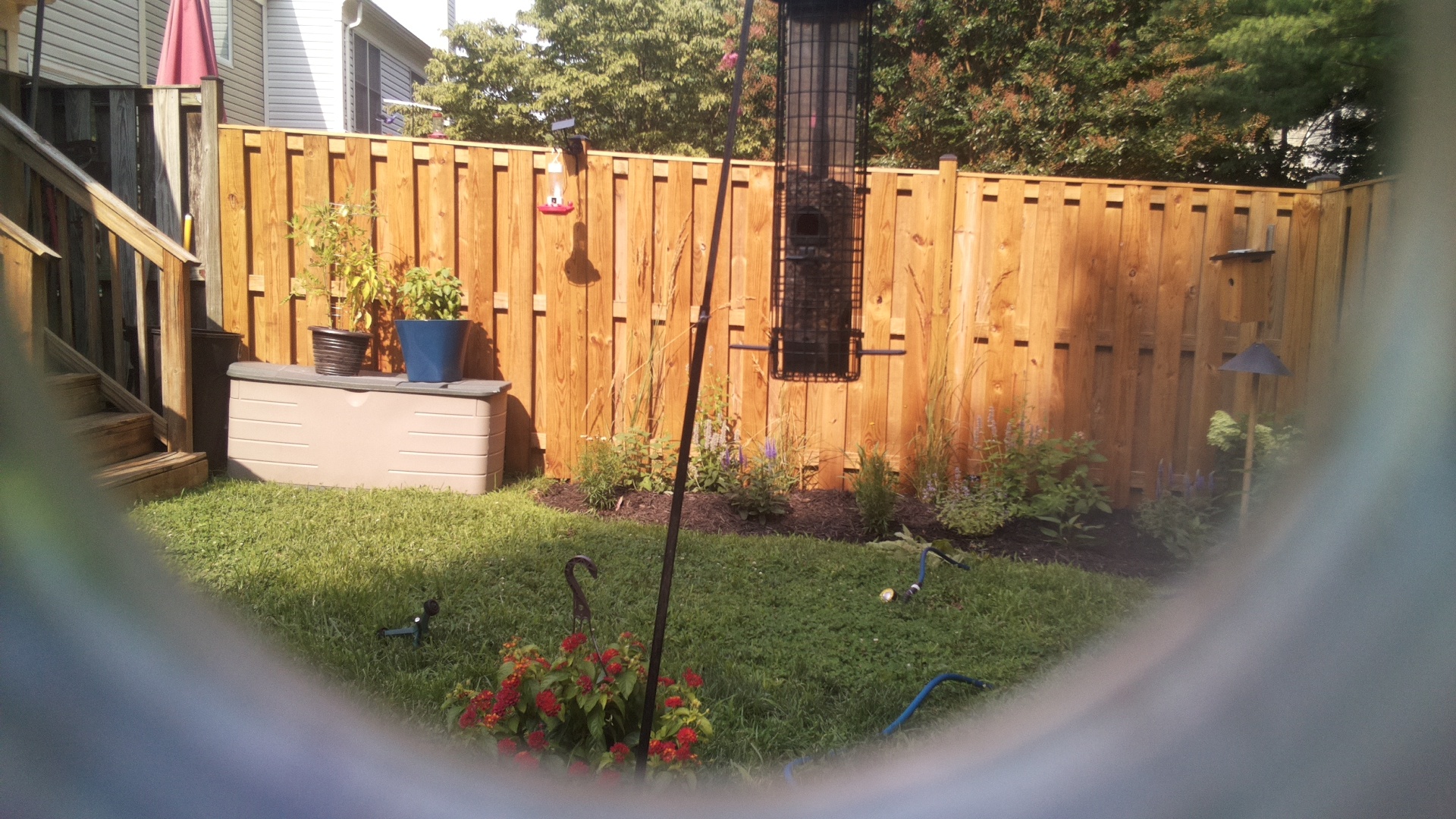 Likely Blackbird/Grackle