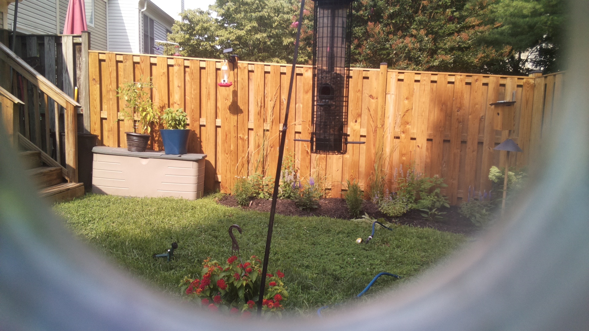 Likely Blackbird/Grackle