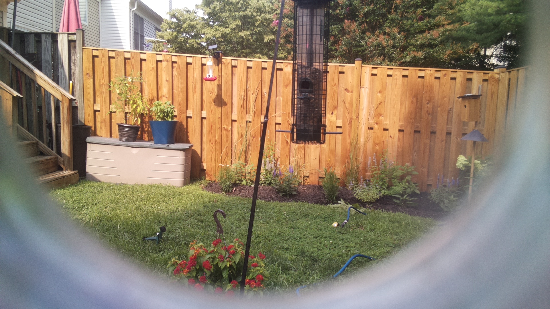 Likely Blackbird/Grackle