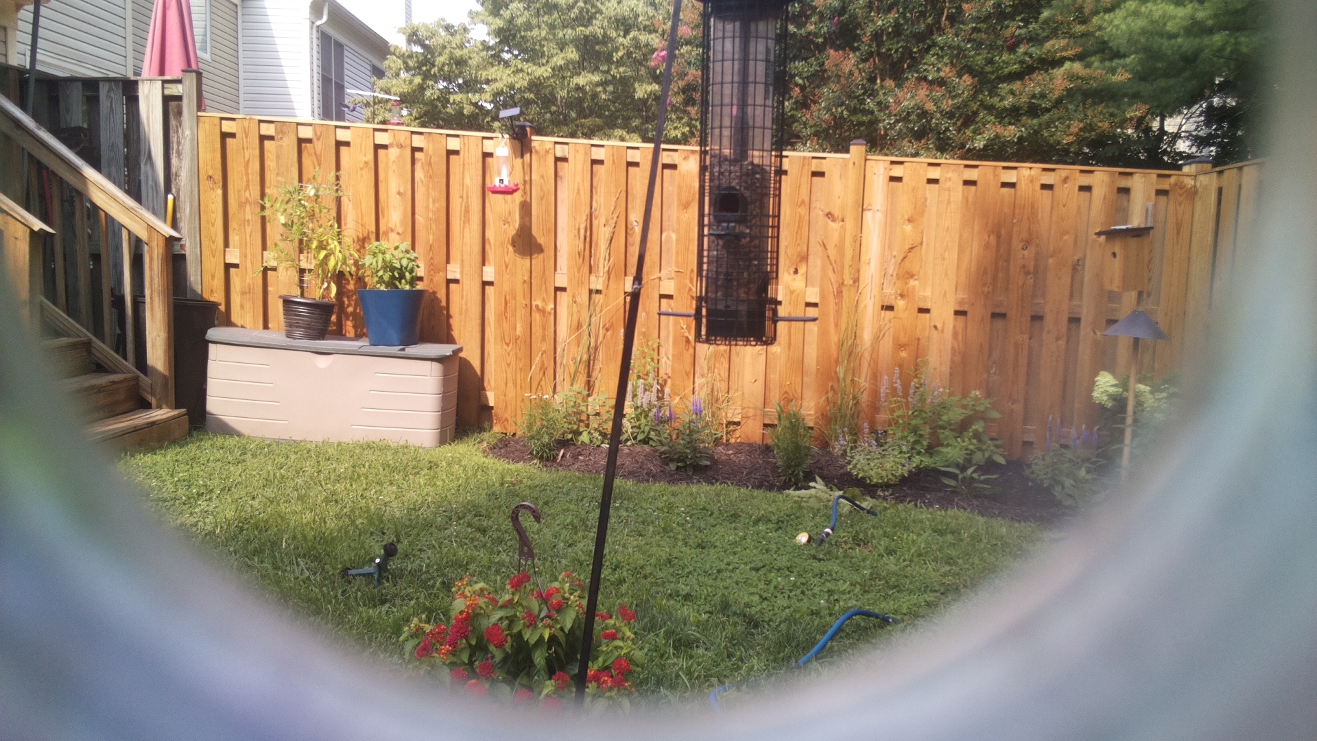 Likely Blackbird/Grackle
