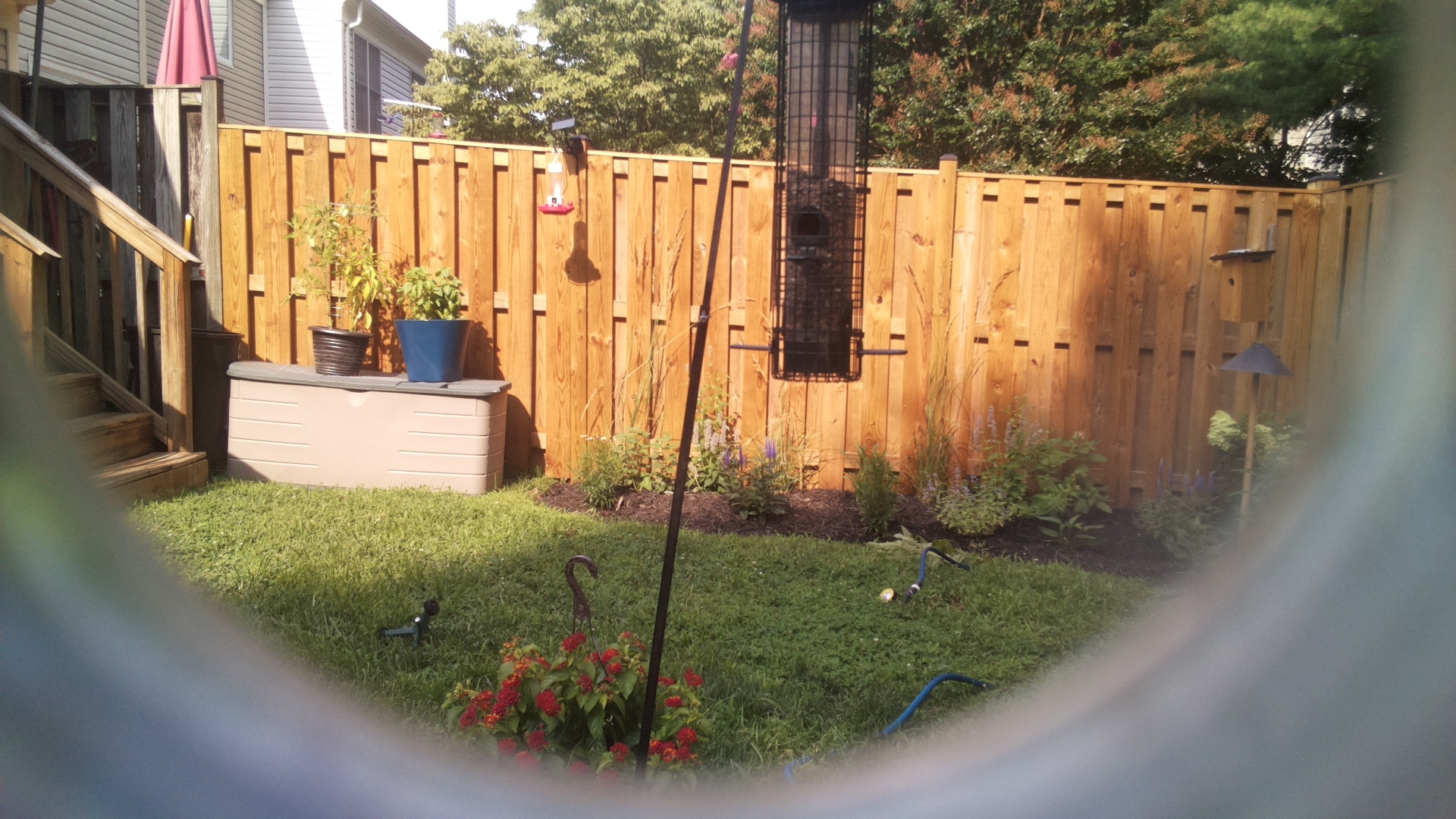 Likely Blackbird/Grackle
