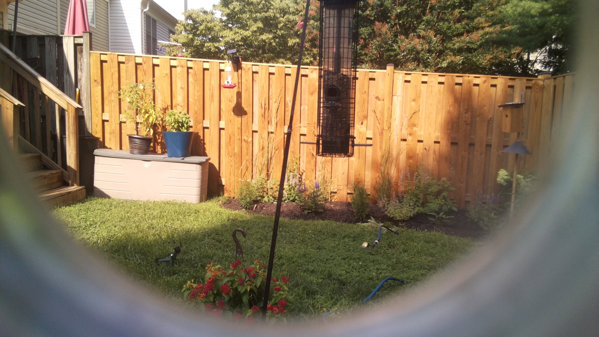 Likely Blackbird/Grackle