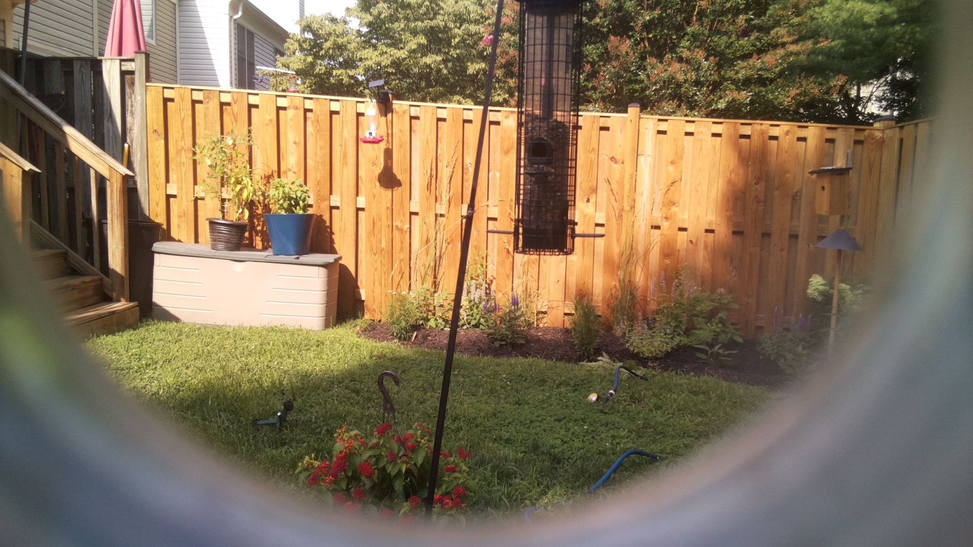 Likely Blackbird/Grackle