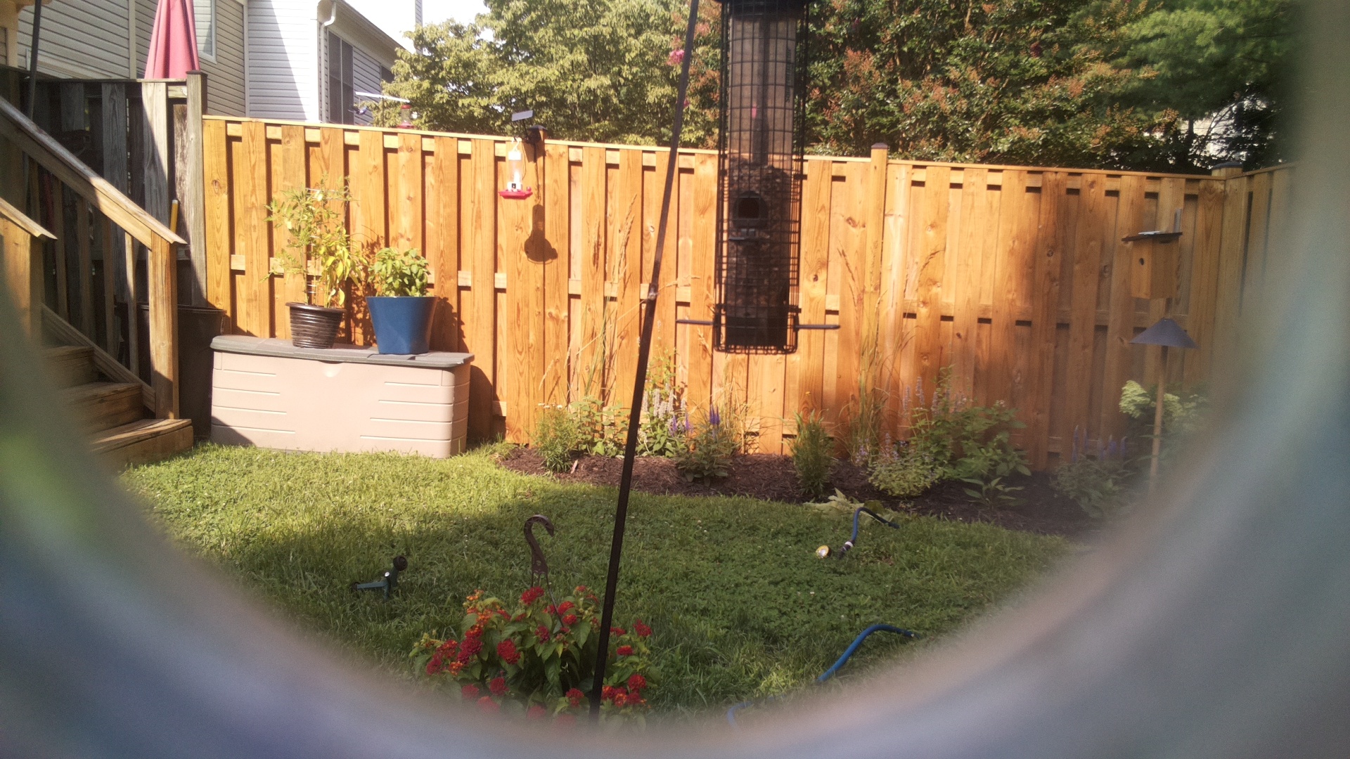 Likely Blackbird/Grackle