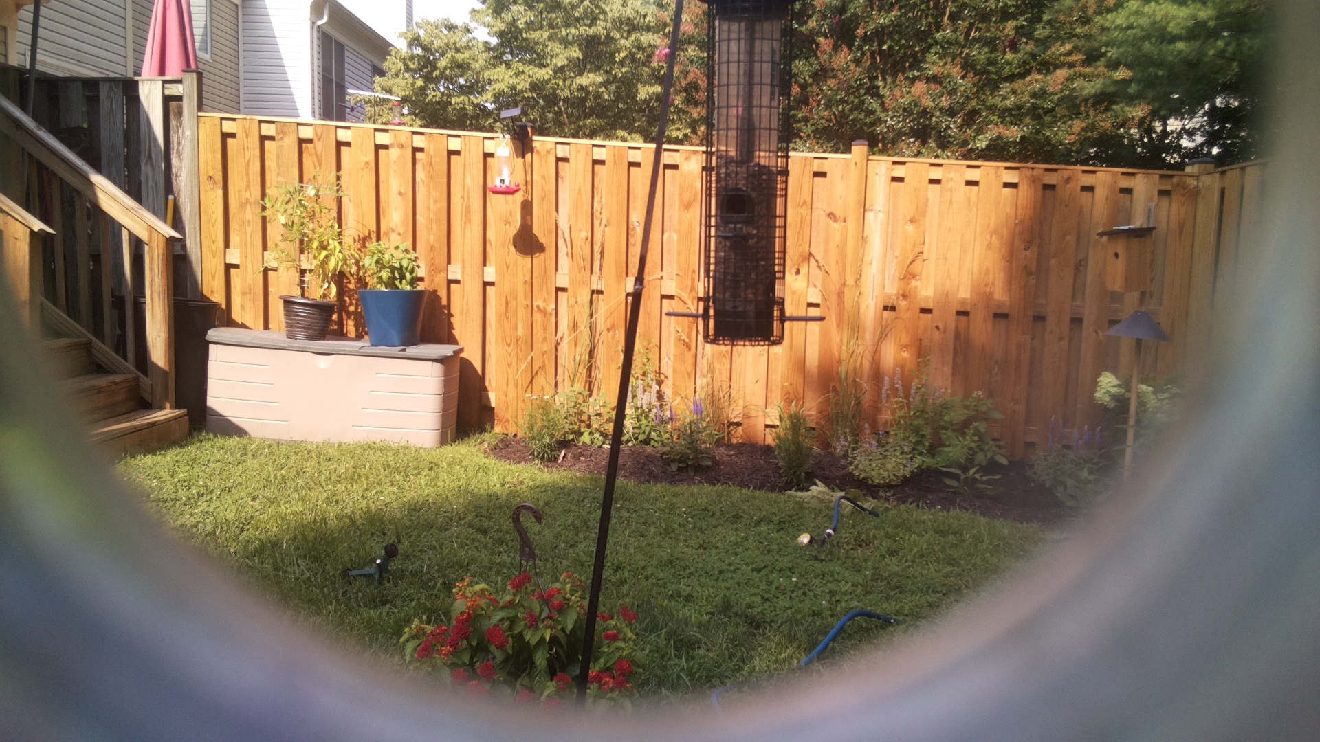 Likely Blackbird/Grackle