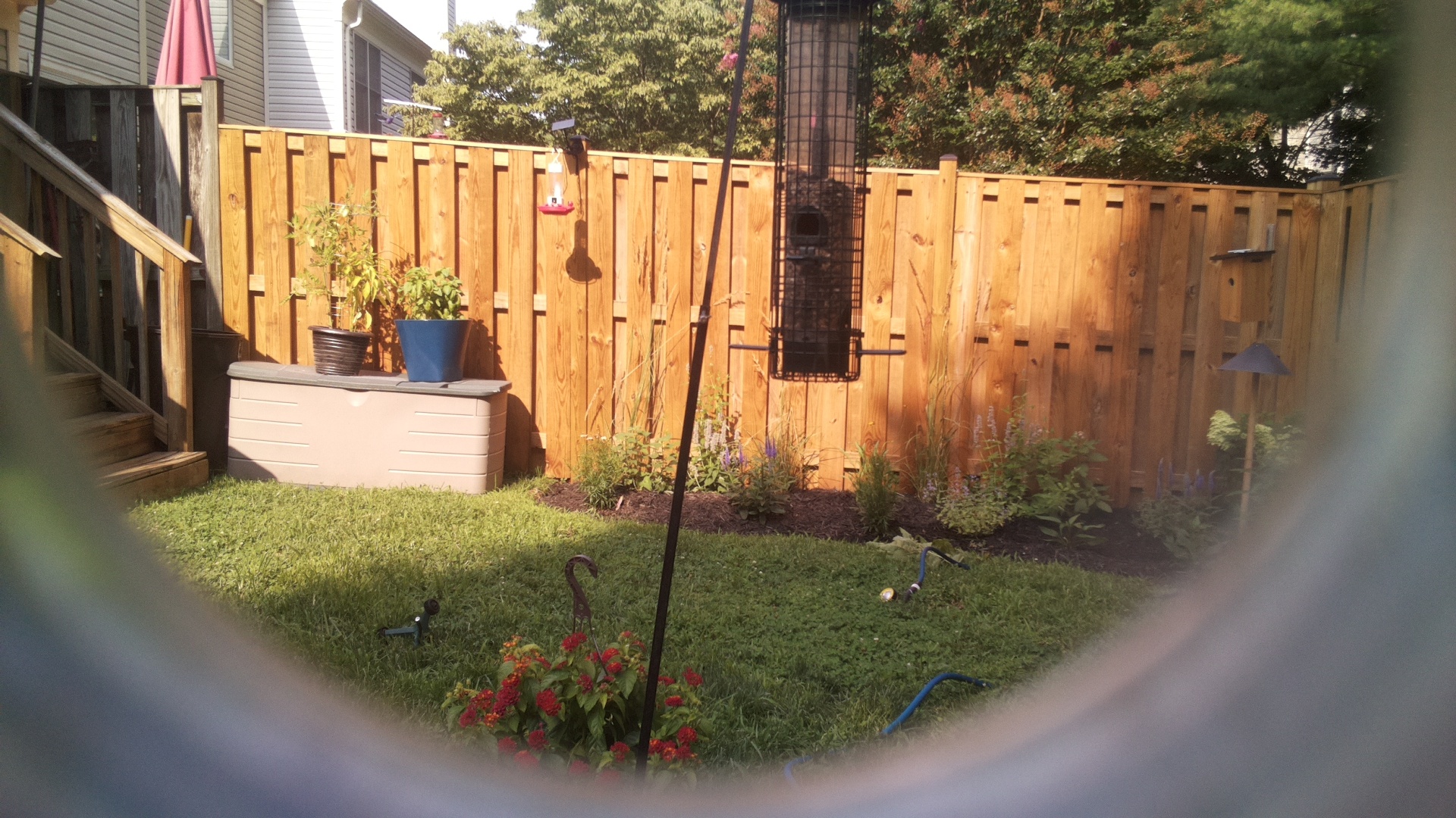 Likely Blackbird/Grackle