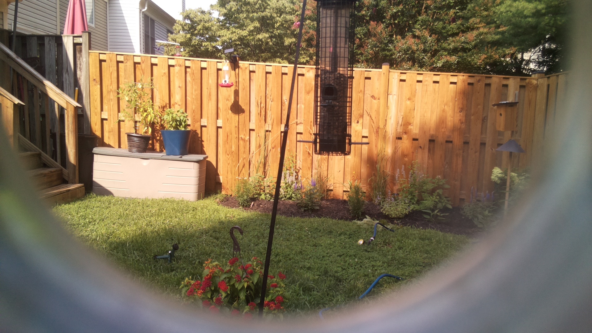 Likely Blackbird/Grackle