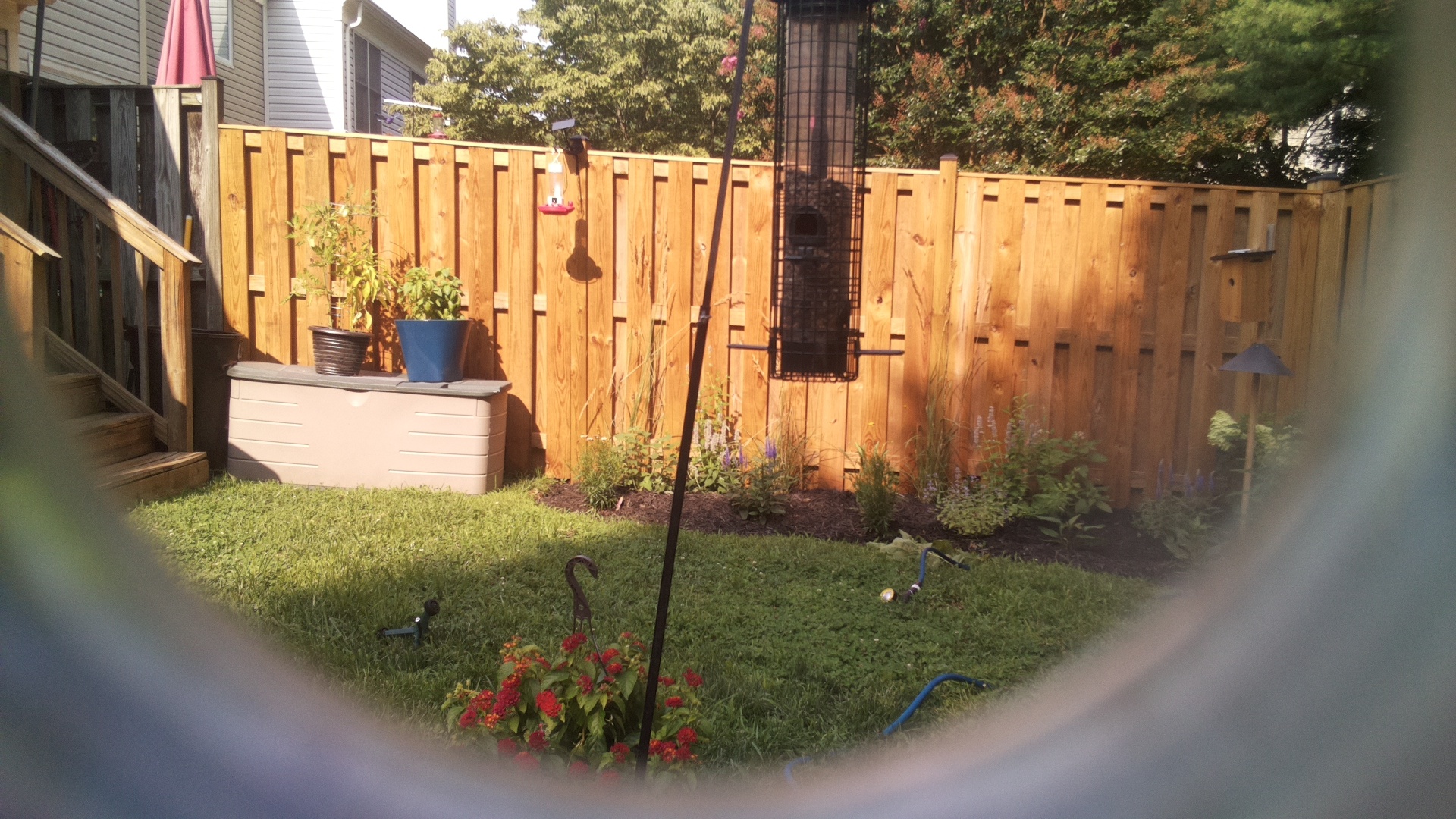 Likely Blackbird/Grackle