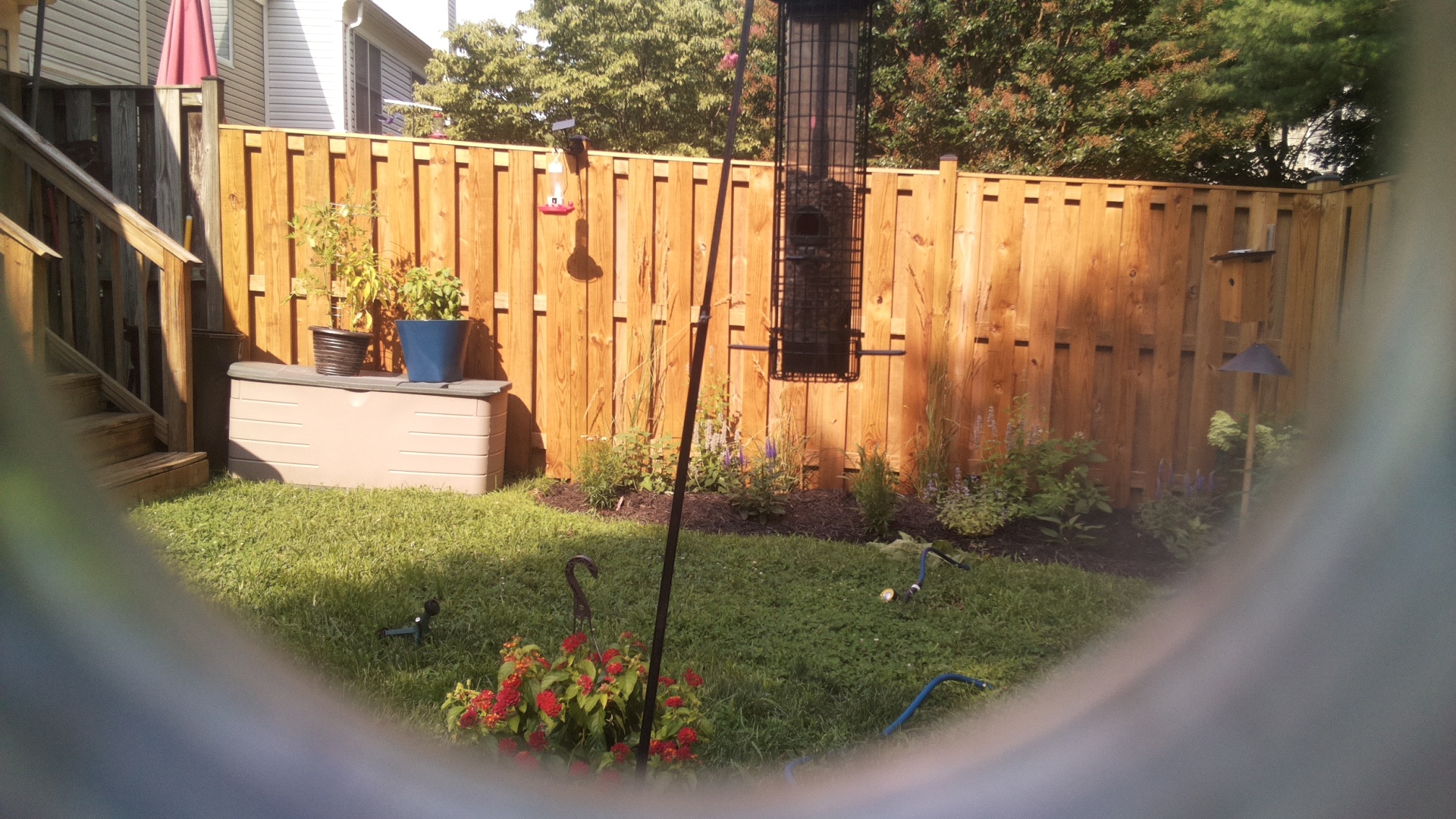 Likely Blackbird/Grackle