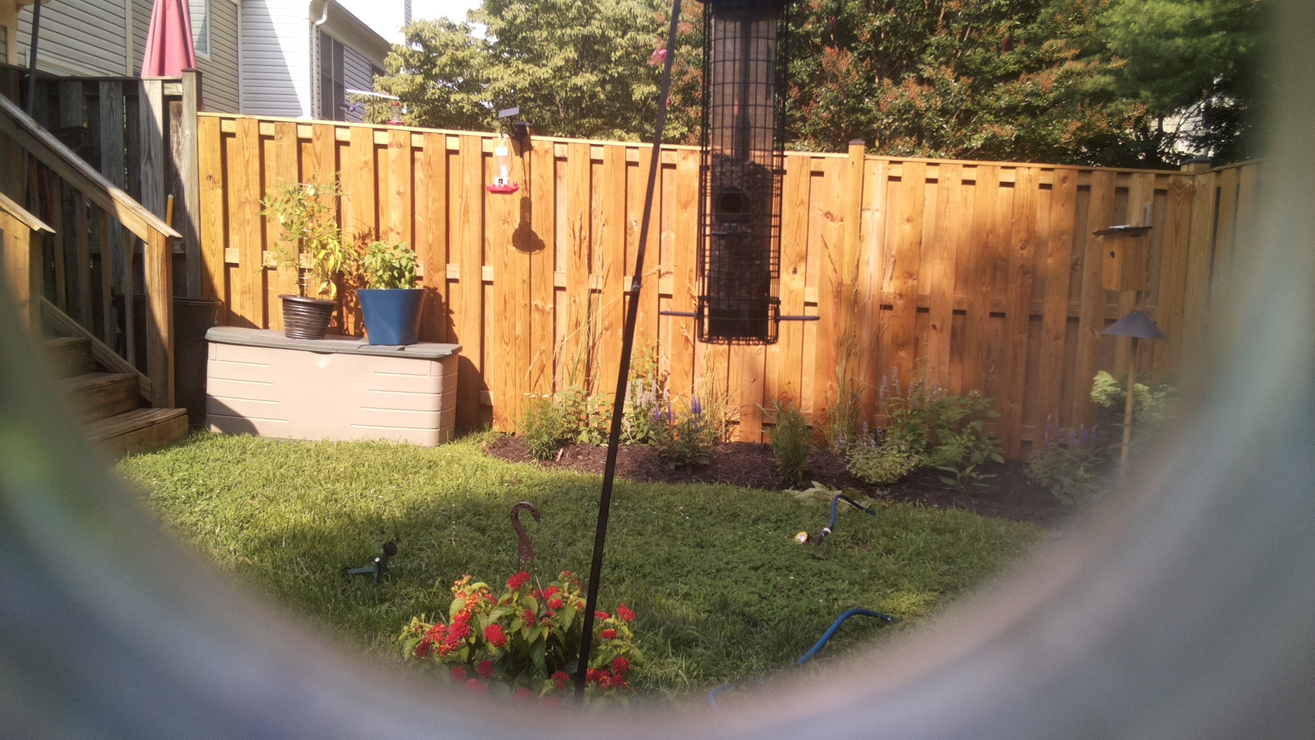 Likely Blackbird/Grackle