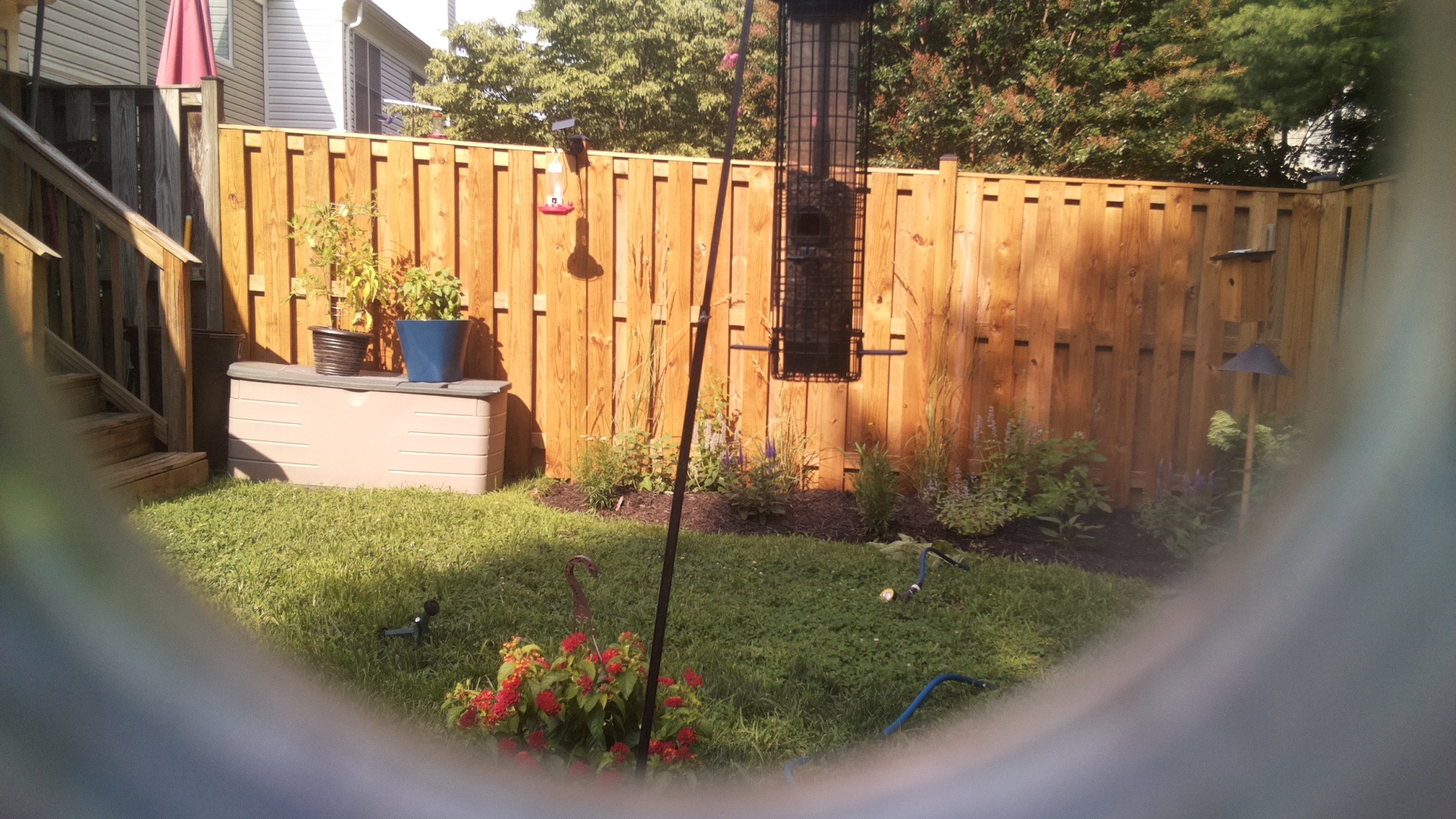 Likely Blackbird/Grackle