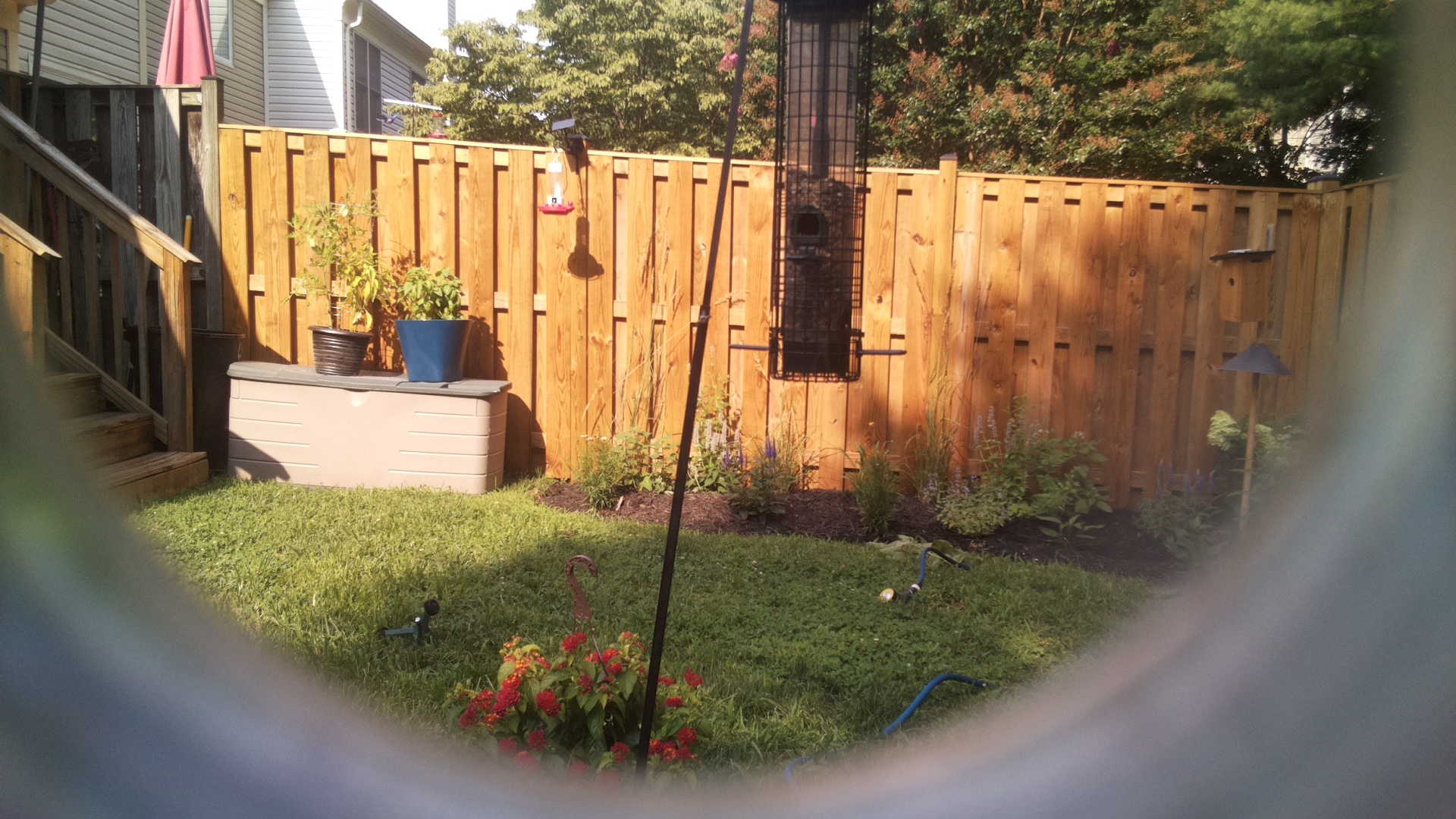 Likely Blackbird/Grackle