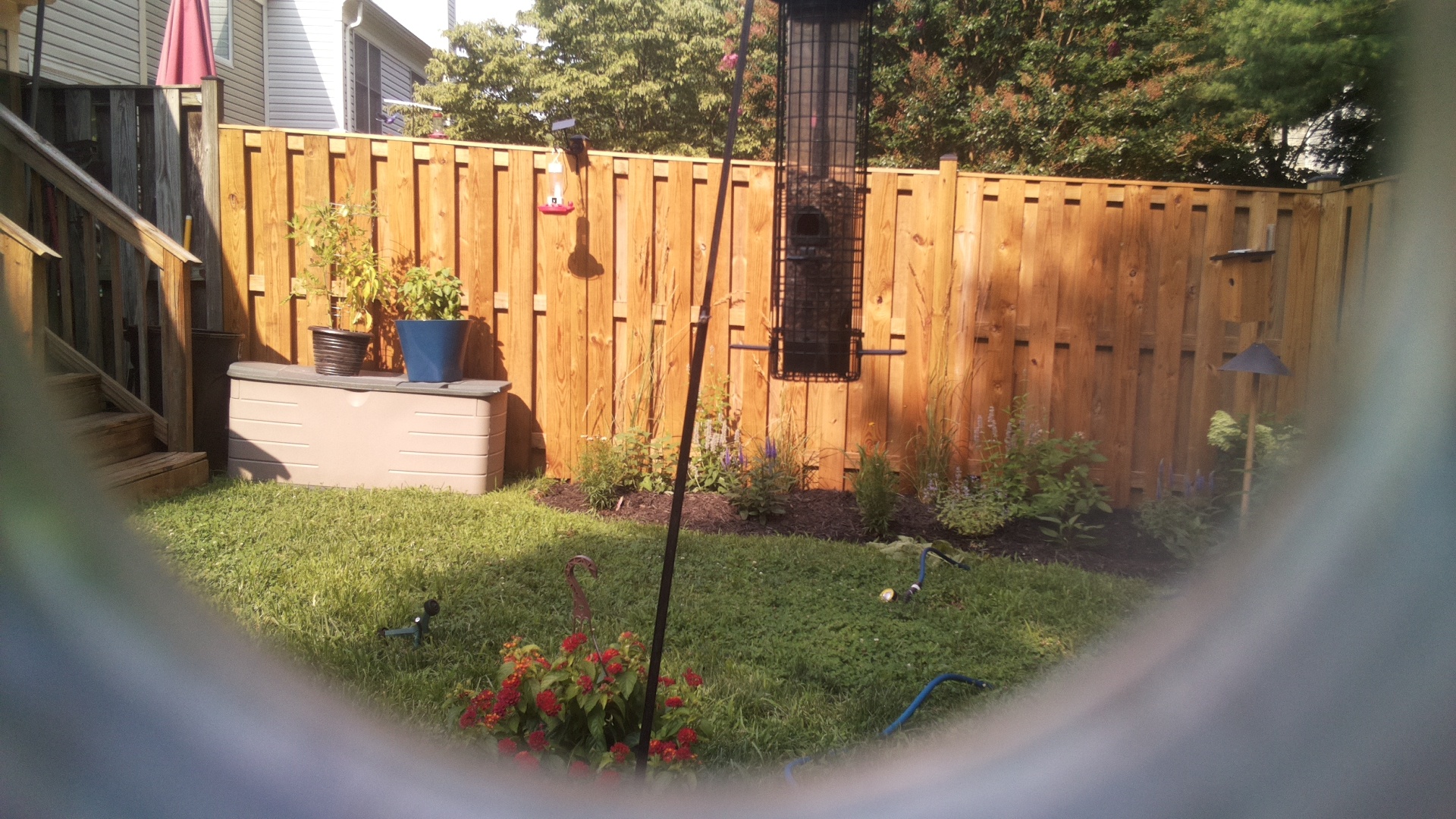 Likely Blackbird/Grackle