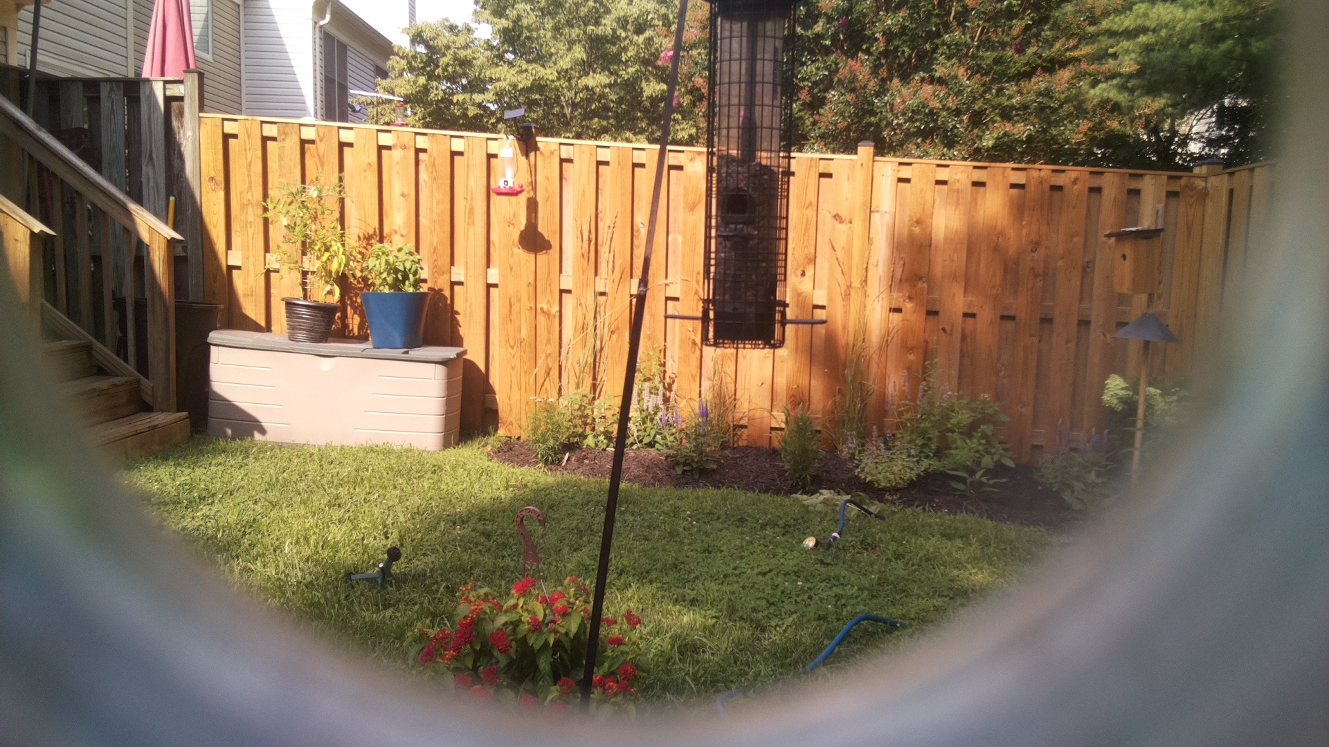 Likely Blackbird/Grackle