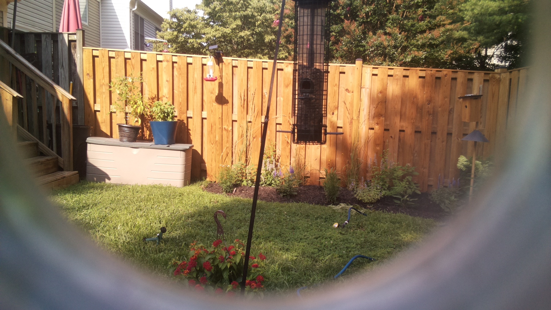 Likely Blackbird/Grackle