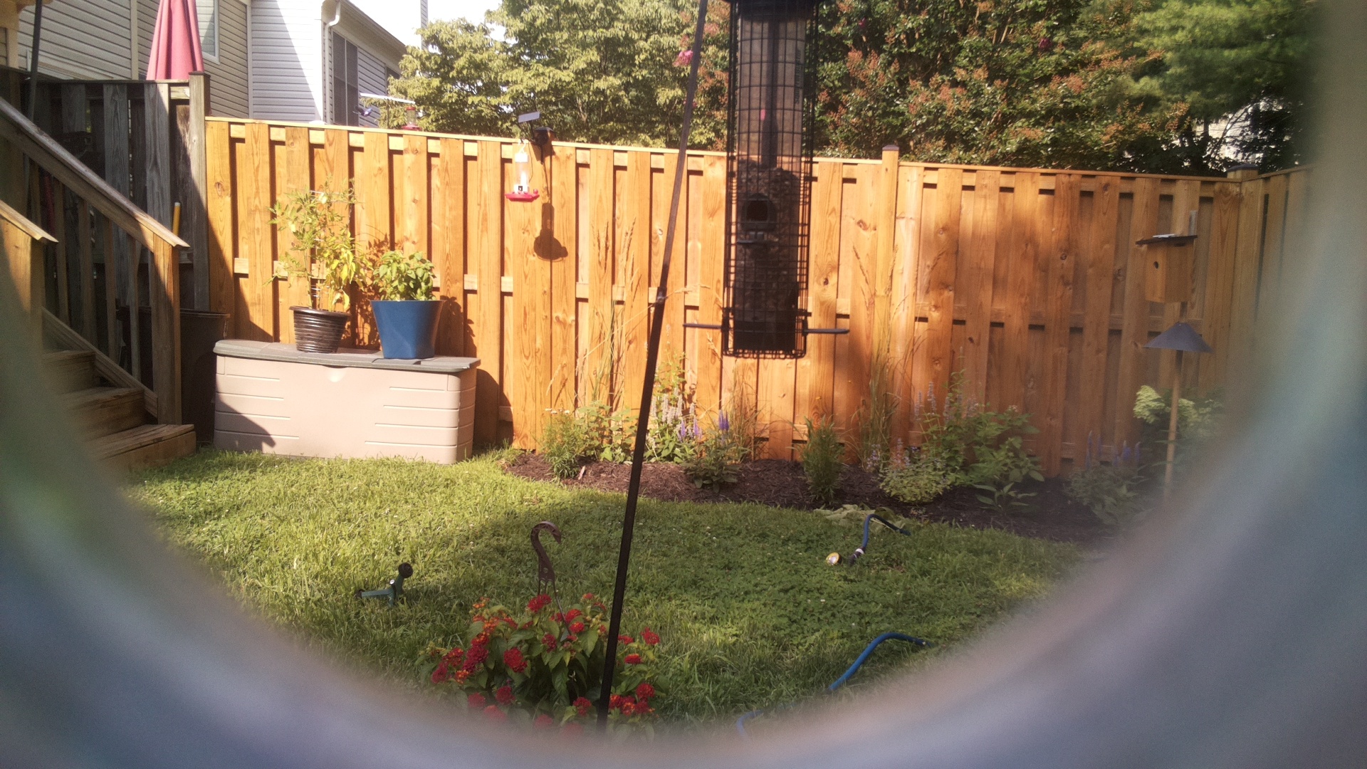 Likely Blackbird/Grackle