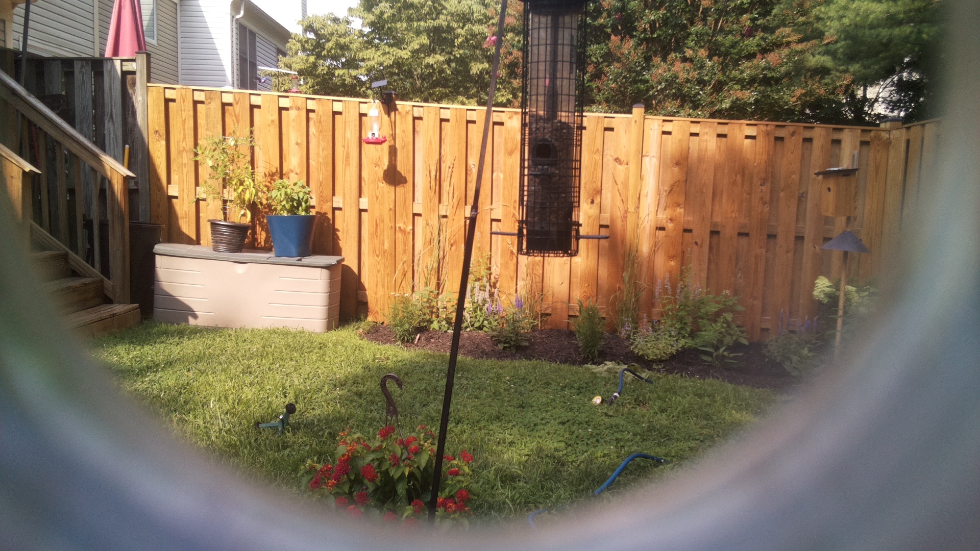 Likely Blackbird/Grackle