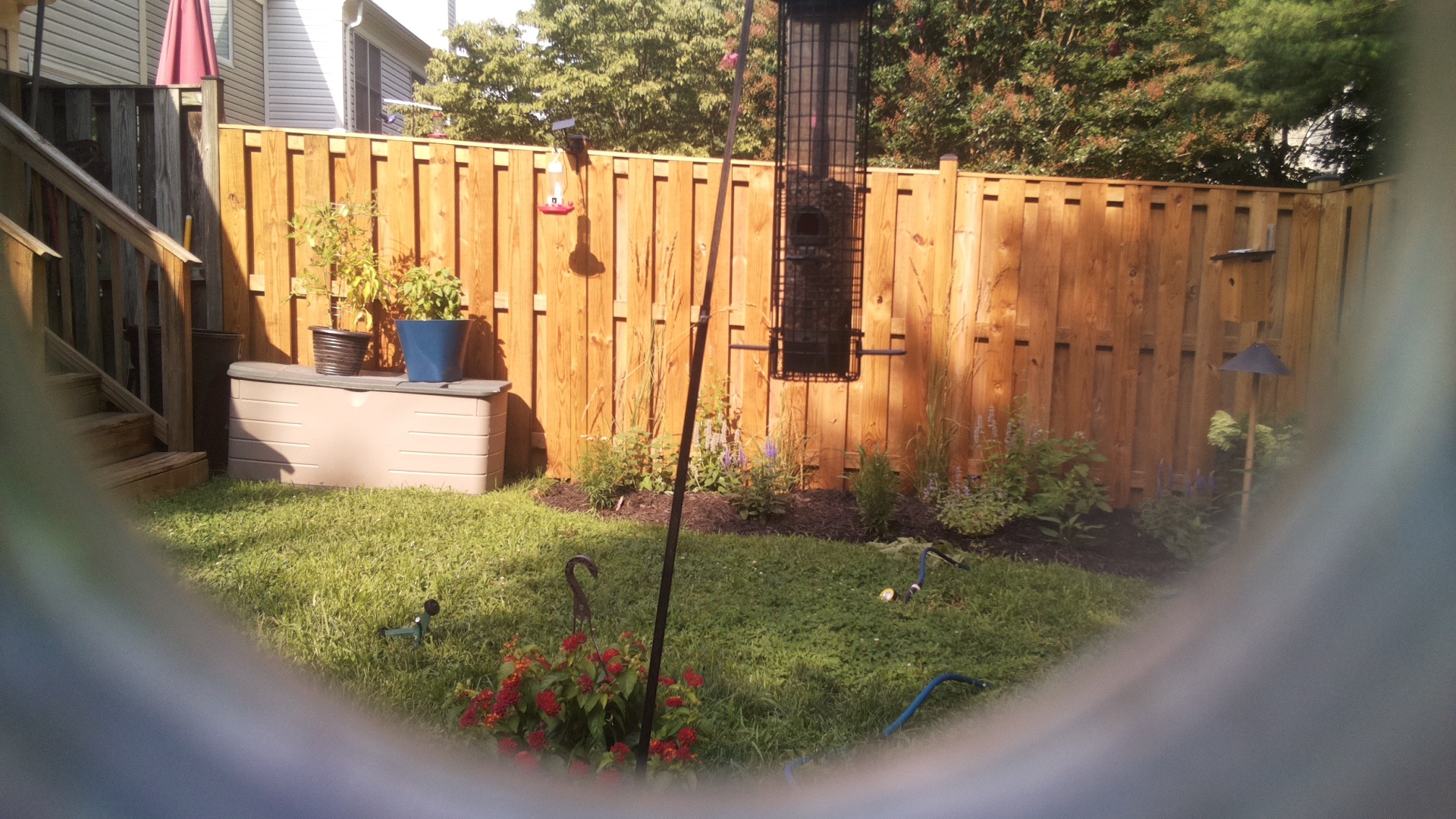 Likely Blackbird/Grackle