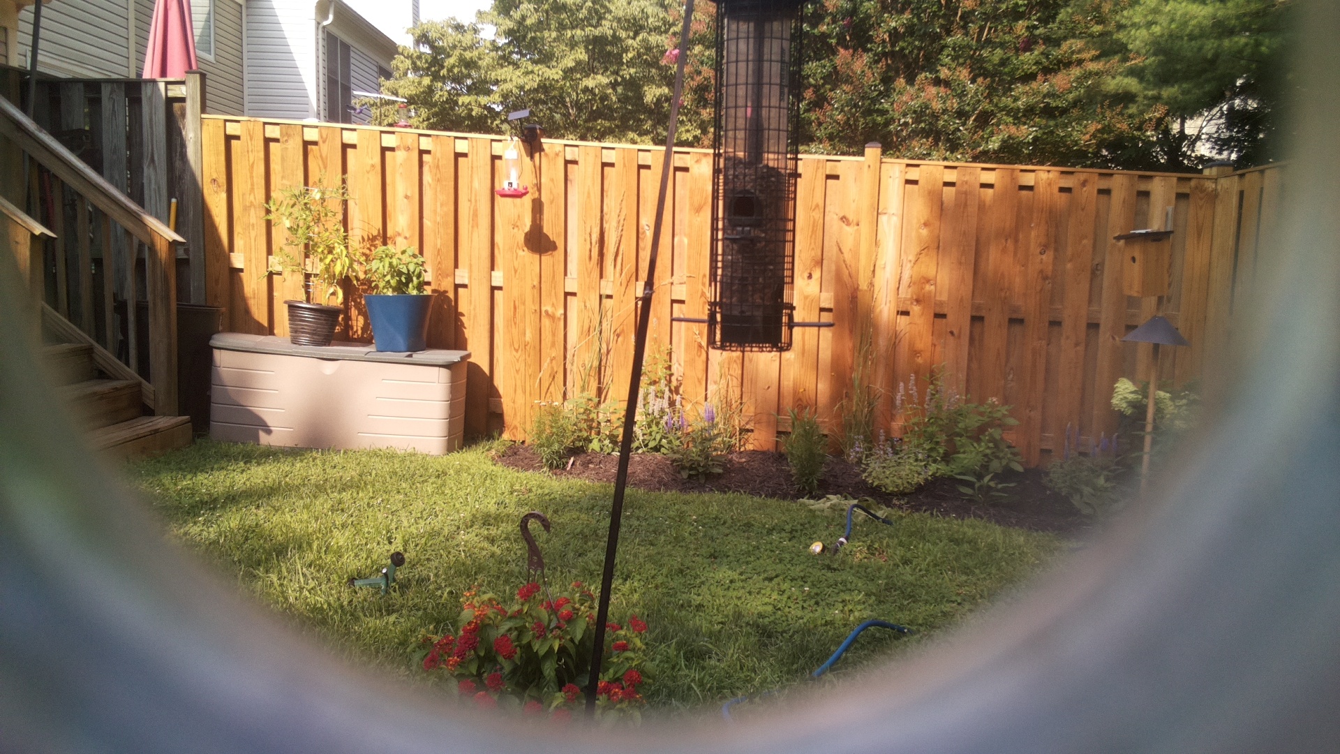 Likely Blackbird/Grackle