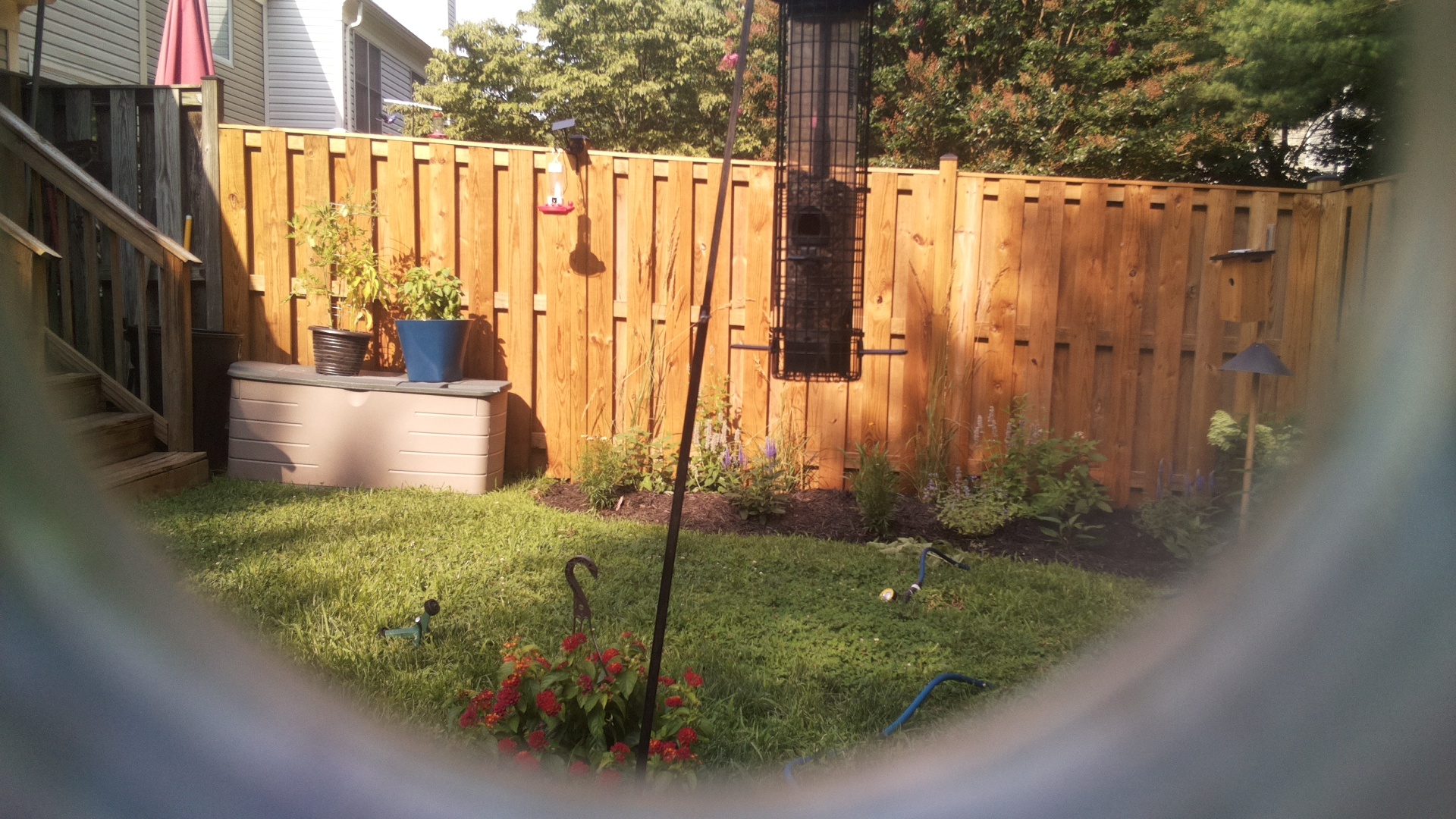 Likely Blackbird/Grackle