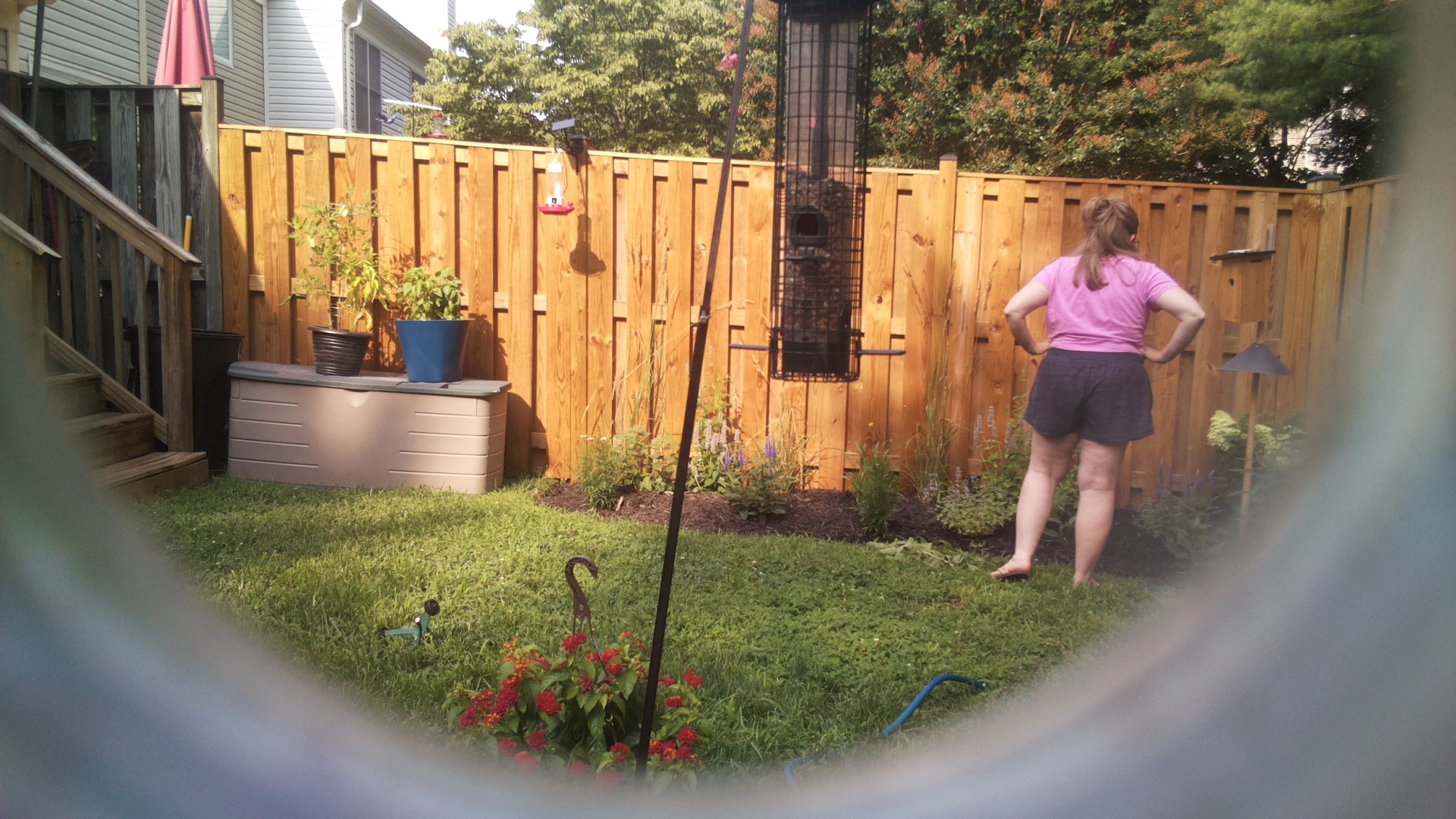 Likely Blackbird/Grackle