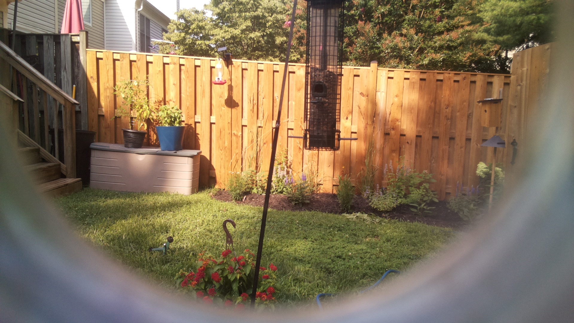 Likely Sparrow