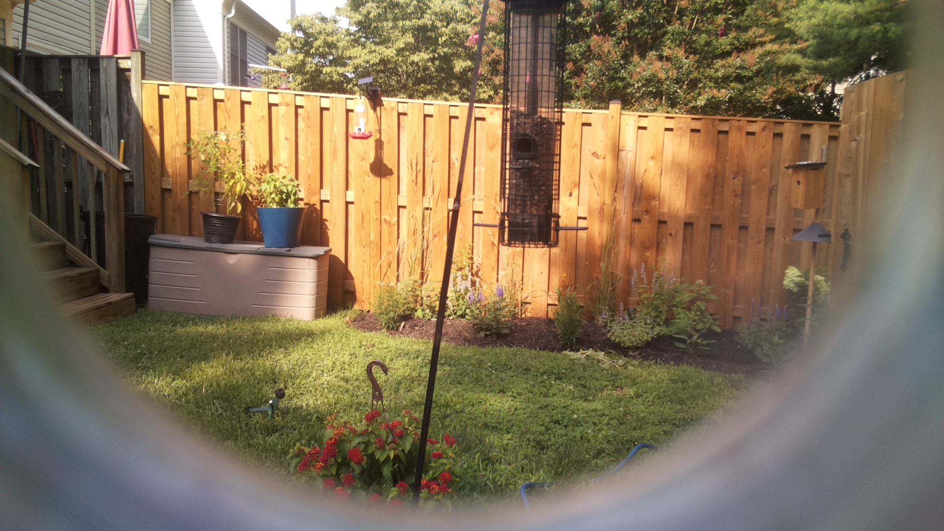 Likely Blackbird/Grackle