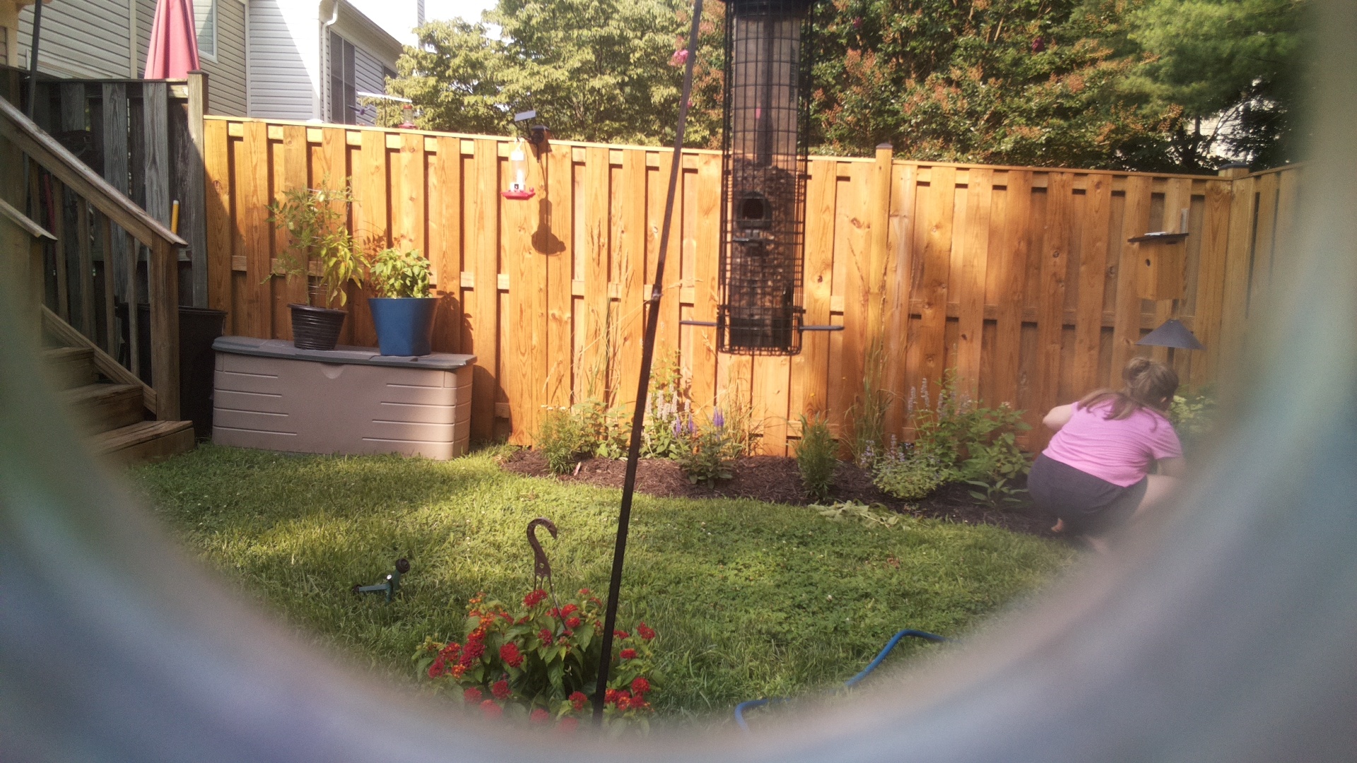 Likely Blackbird/Grackle