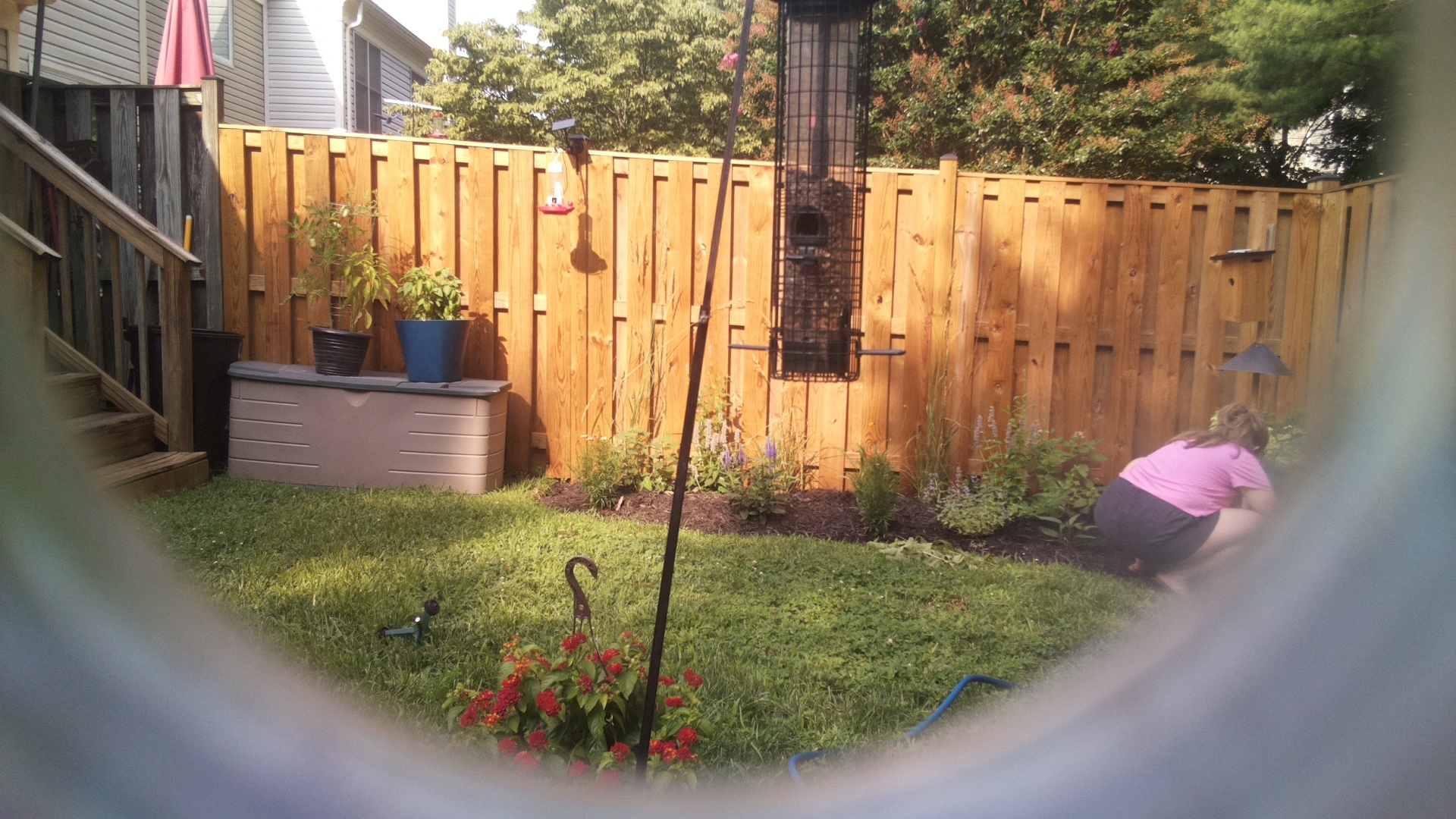 Likely Blackbird/Grackle