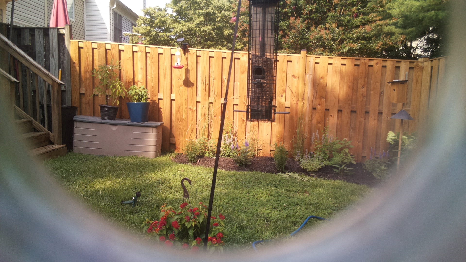 Likely Blackbird/Grackle
