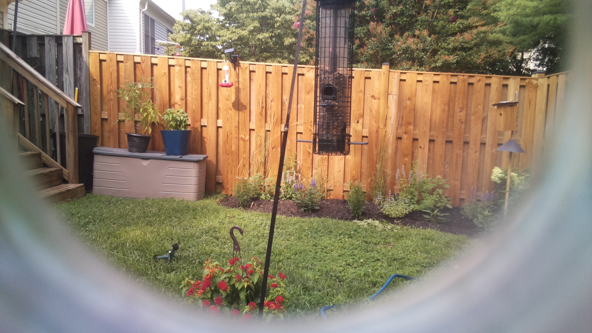 Likely Blackbird/Grackle