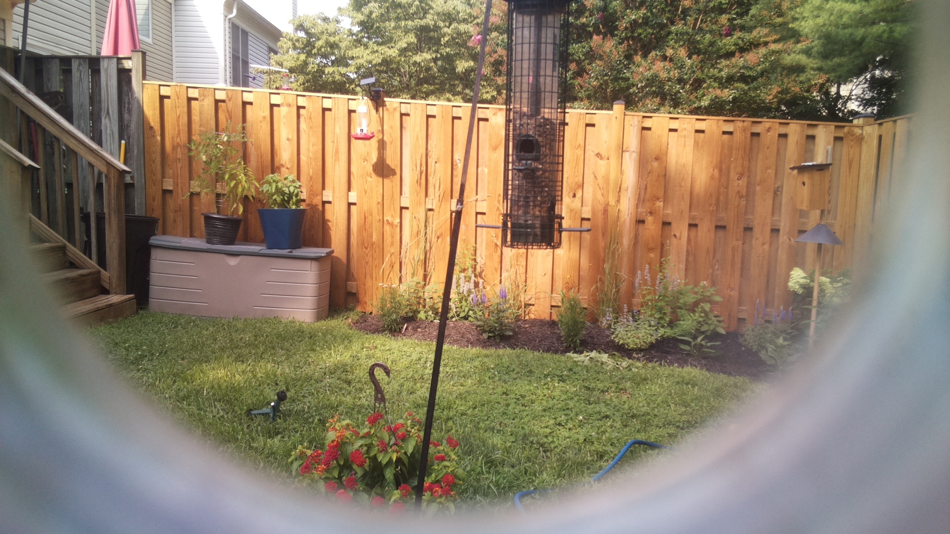 Likely Blackbird/Grackle